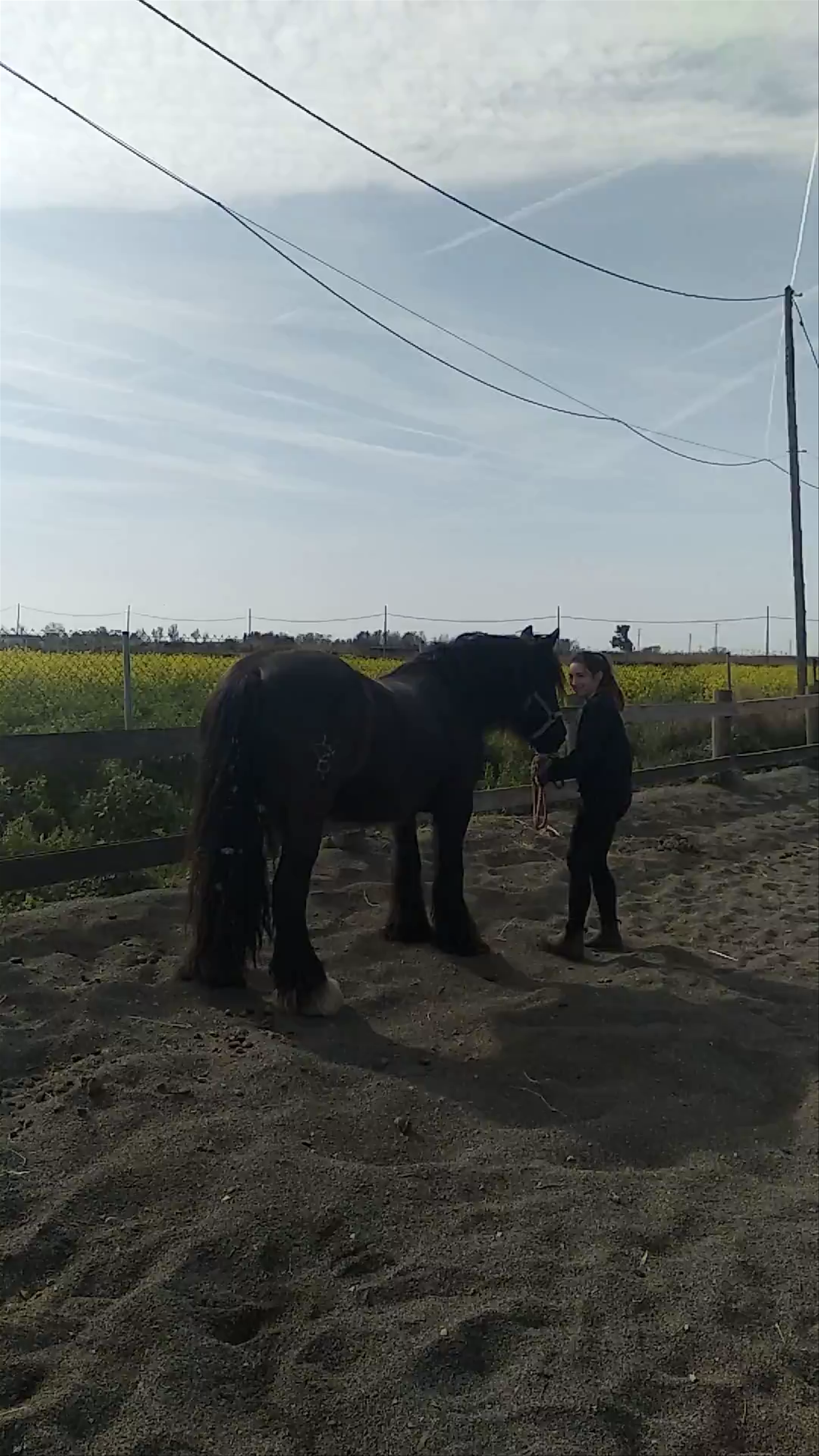 Equine Therapy and Horse Experience in Sant Boi de Llobregat, Spain