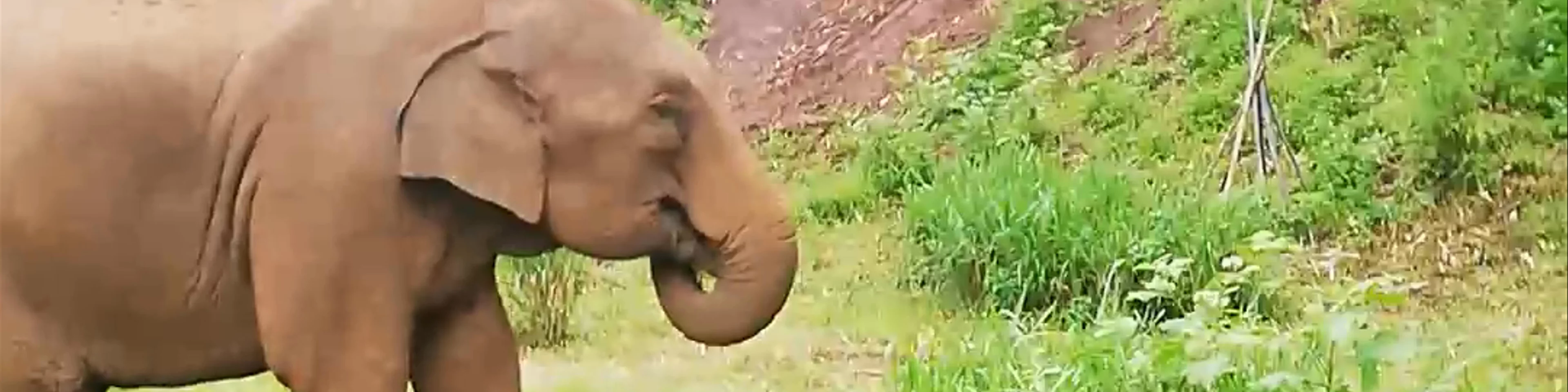 Bamboo elephant family care
