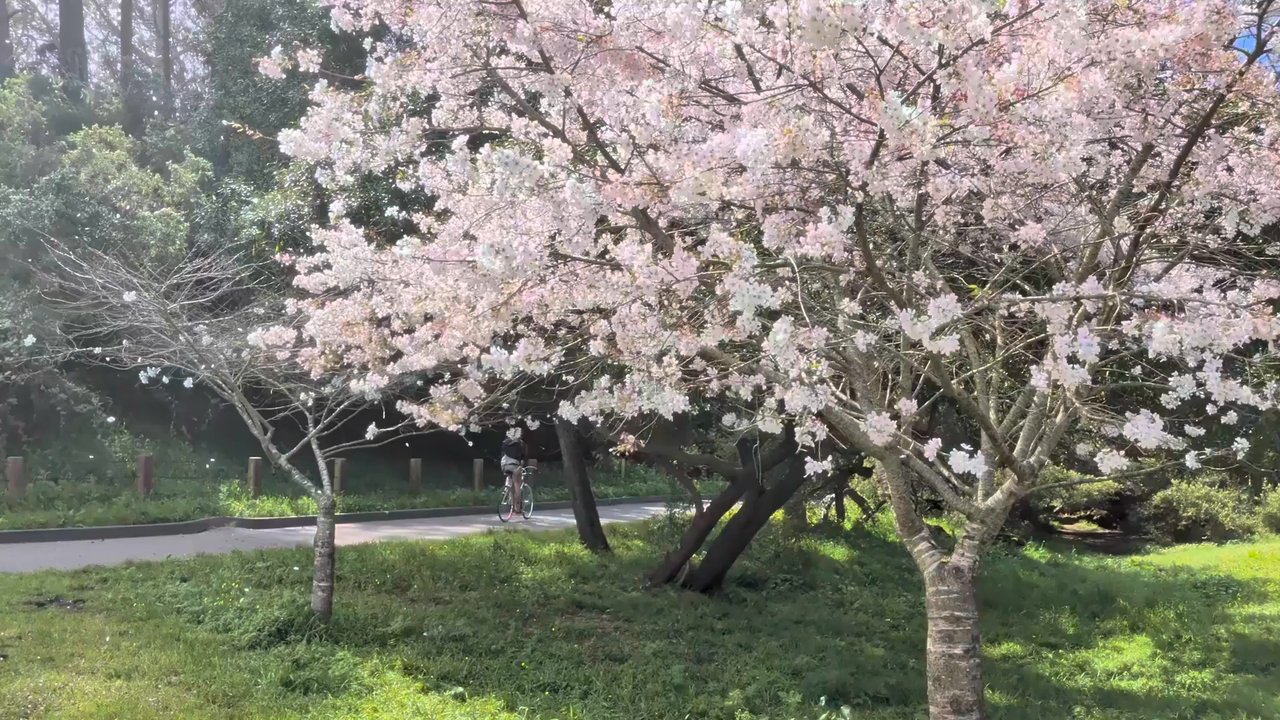 Hellman Hollow - Snowing cherry blossom pedals - Parks Near Me - San Francisco, California