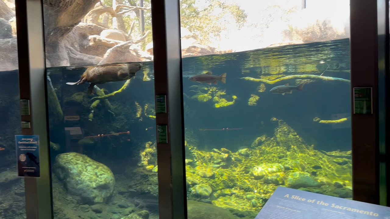 Turtle Bay Museum Store & Coffee Bar - Timber time outside before I did a private 1-on-1 with him and it was totally fun and worth it! He loved being fed little treats - Coffee & Tea Near Me - Redding, California