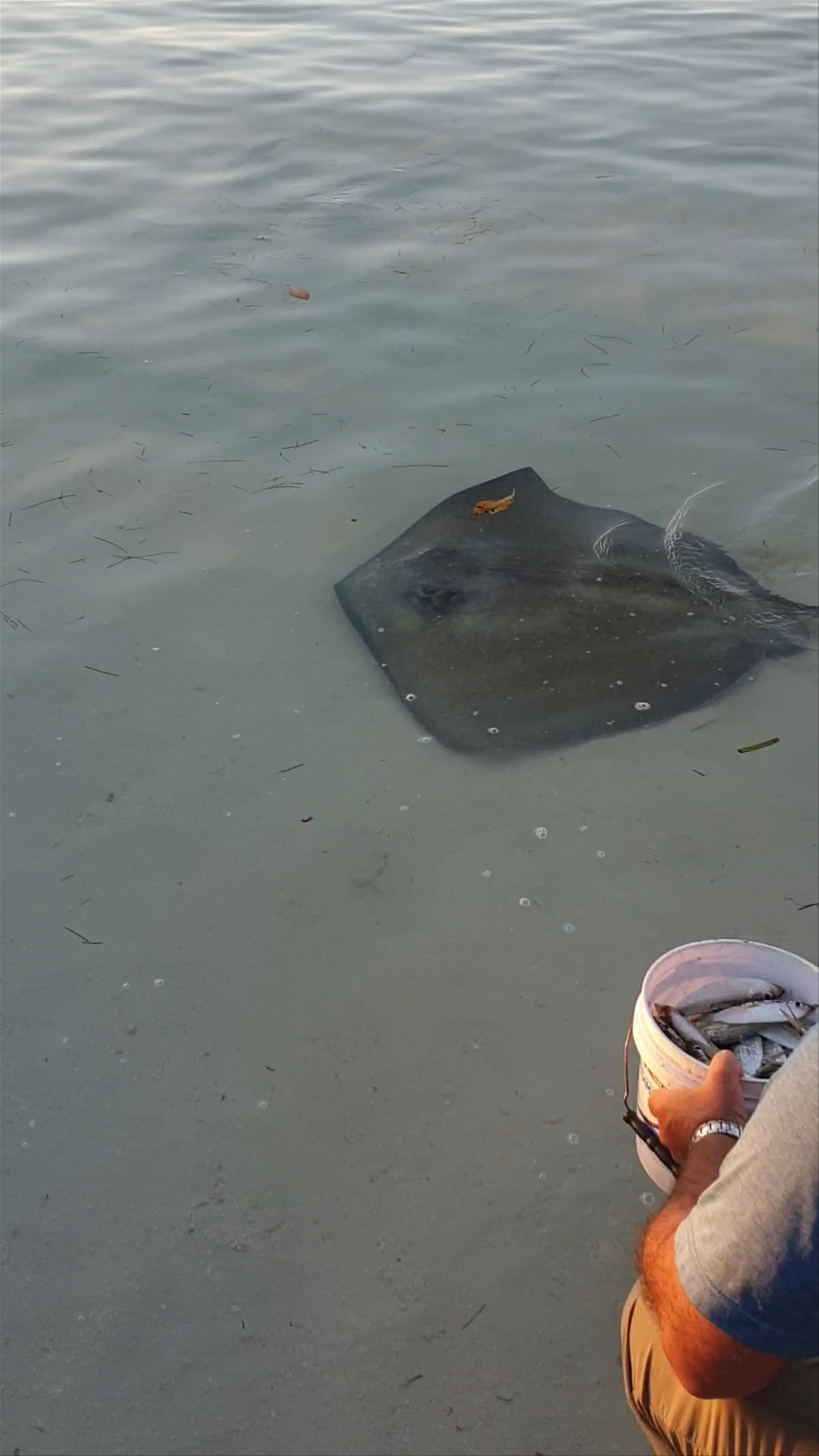 Iguana Reef Beach Bar