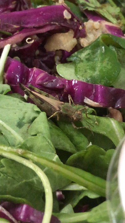 sweetgreen - Healthy Salads, Wraps, and Bowls - Found a bug in the Fish Taco salad - Salad Near Me - Manhattan Beach, California