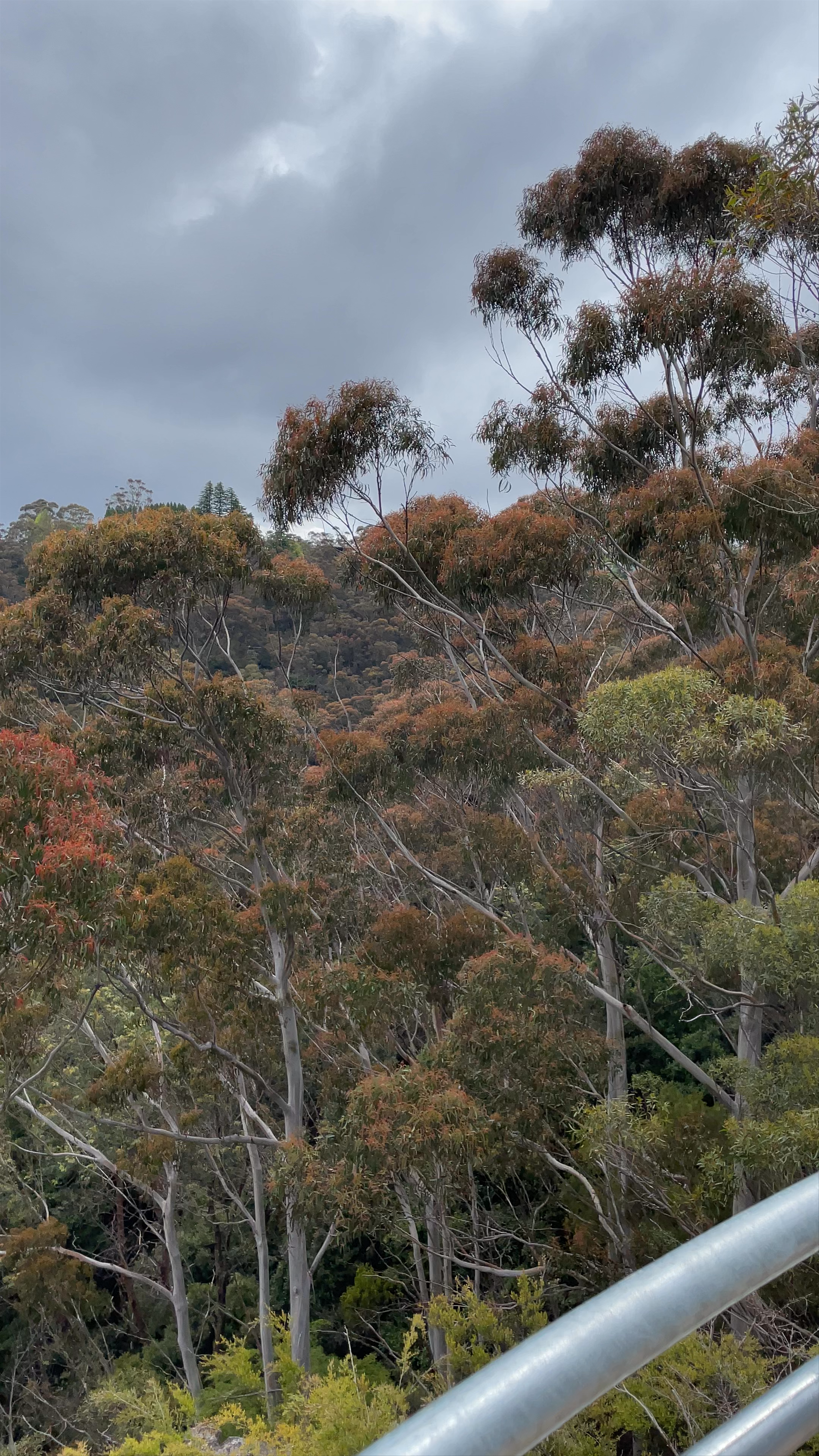 Leura Cascades Picnic Area