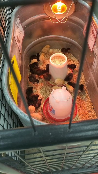Tractor Supply - Baby chicks for sale in Springtime ! - Department Stores Near Me - Eaton, Ohio