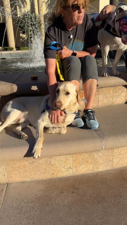 Dogs Trained Right - Dogs Trained Right - Pet Training Near Me