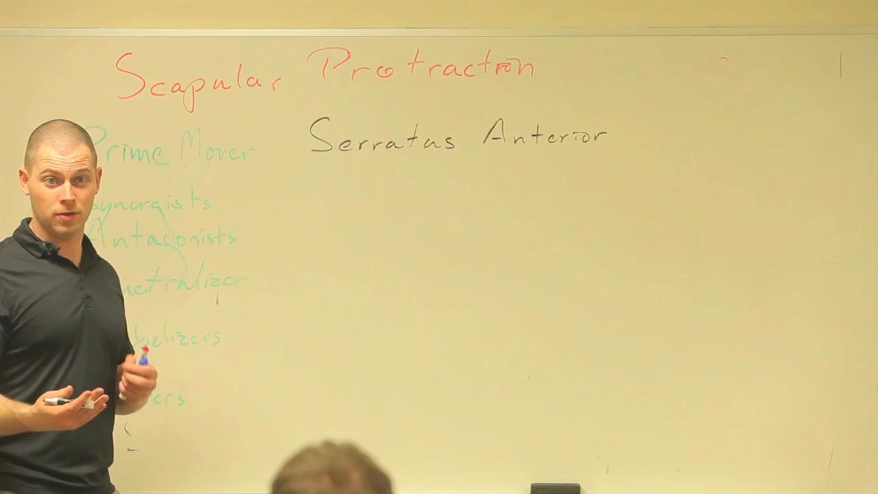 Functional Roles of Muscles: Video #25 of Introduction to Functional Anatomy