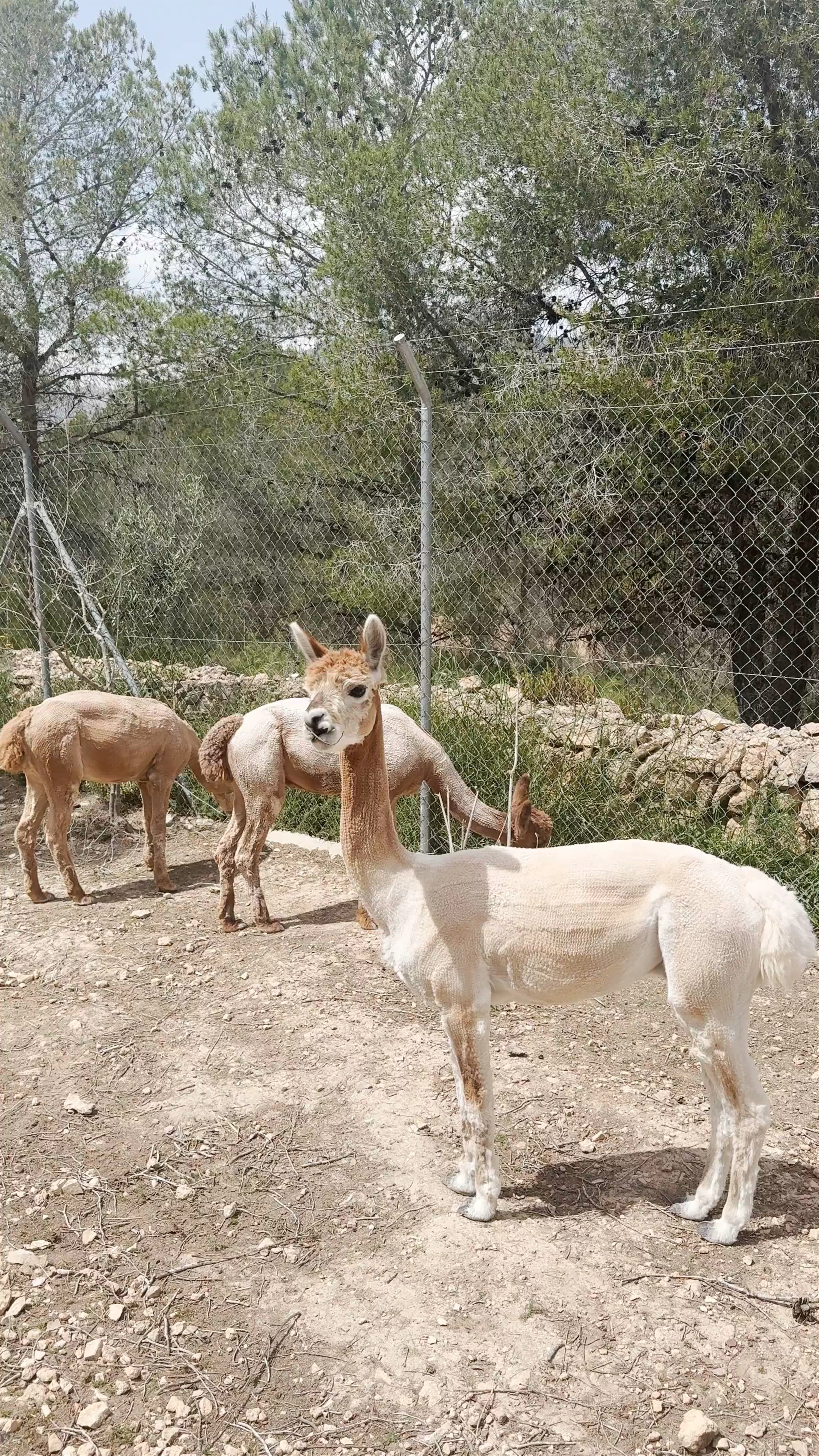 Sierra granja de alpacas