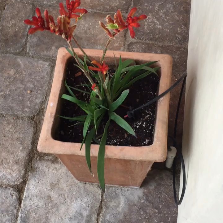 Su Nido Inn - Video of Su Nido's Courtyard - Hotels Near Me - Ojai, California