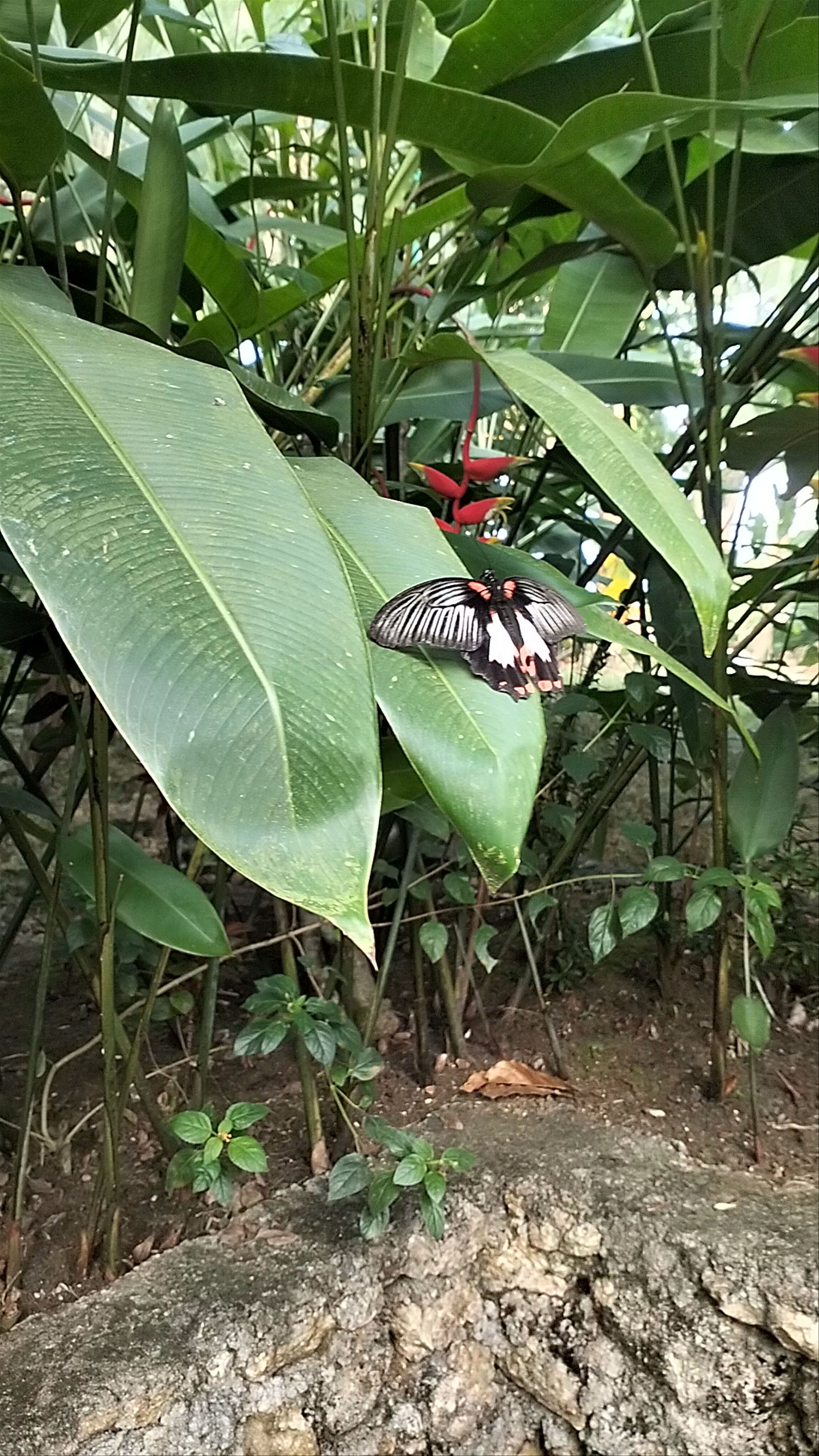 Butterfly Sanctuary