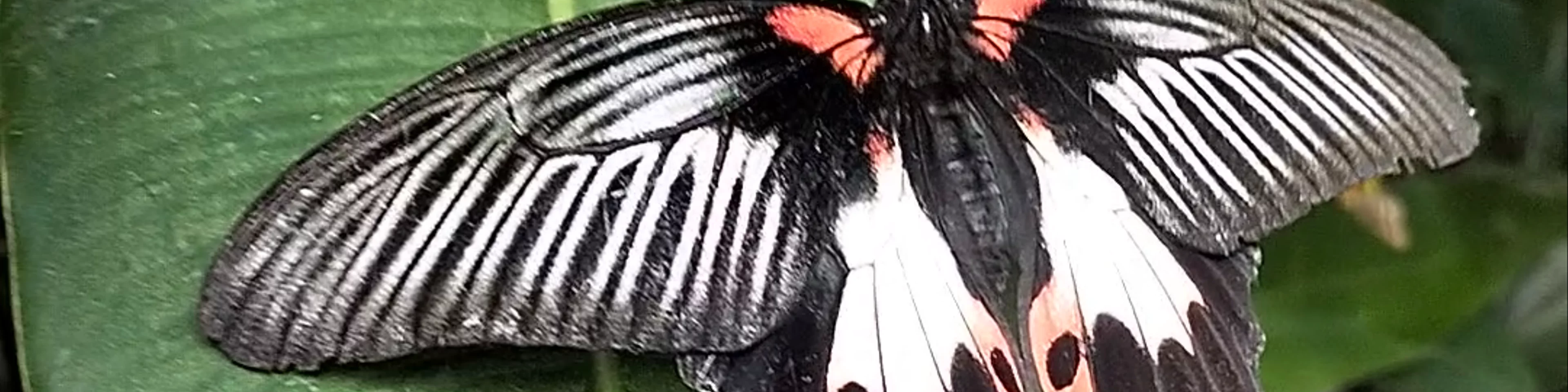 Butterfly Sanctuary