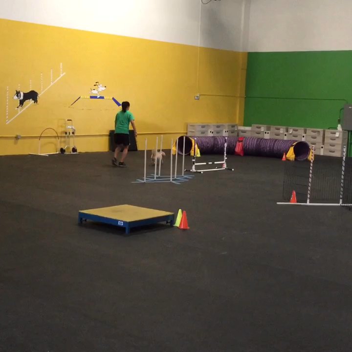 Smarty Paws Canine Coaching - 6 weeks!  What not to do but too cute!! - Pet Training Near Me - Las Vegas, Nevada
