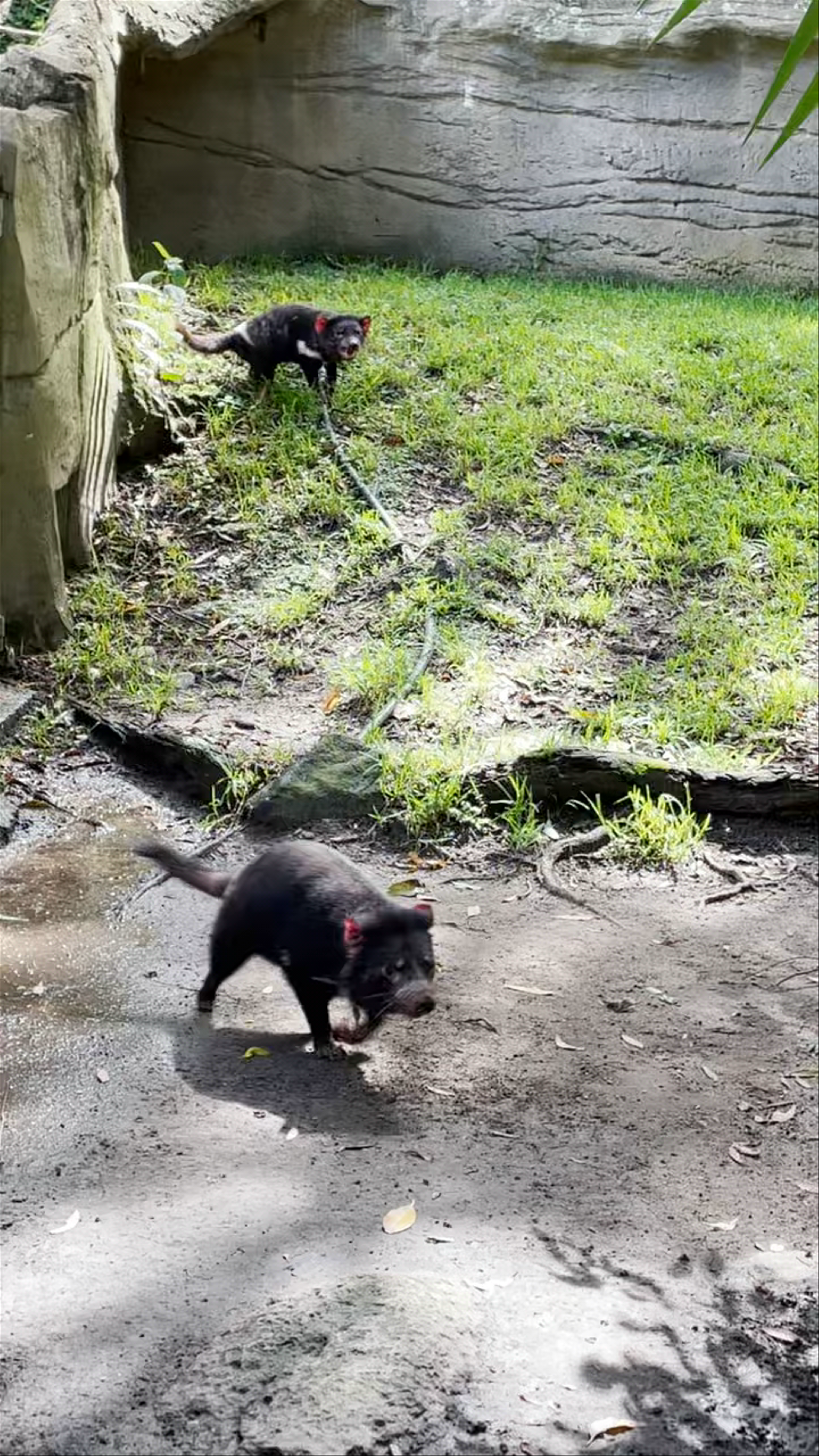 Currumbin Wildlife Sanctuary