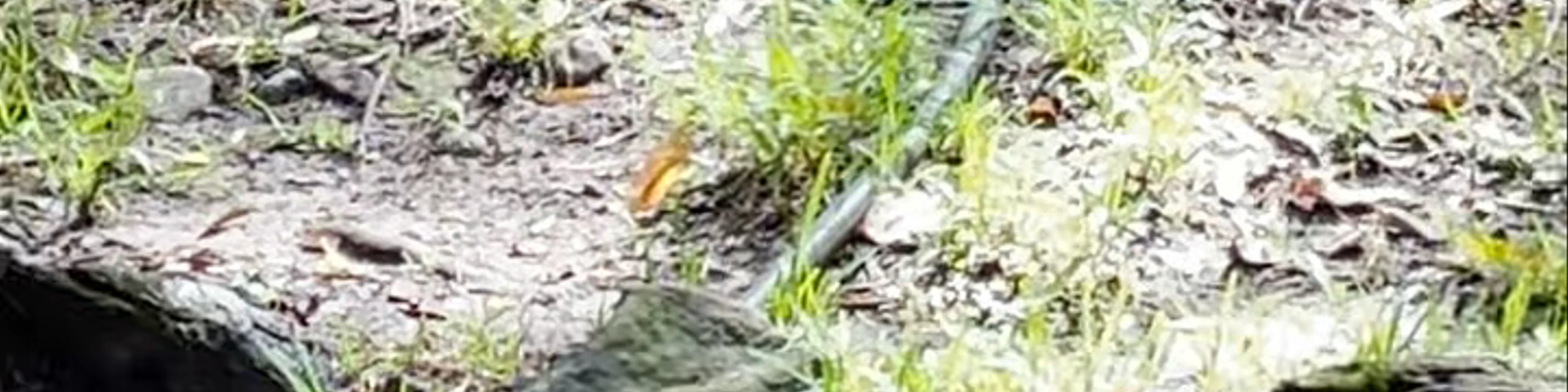 Currumbin Wildlife Sanctuary