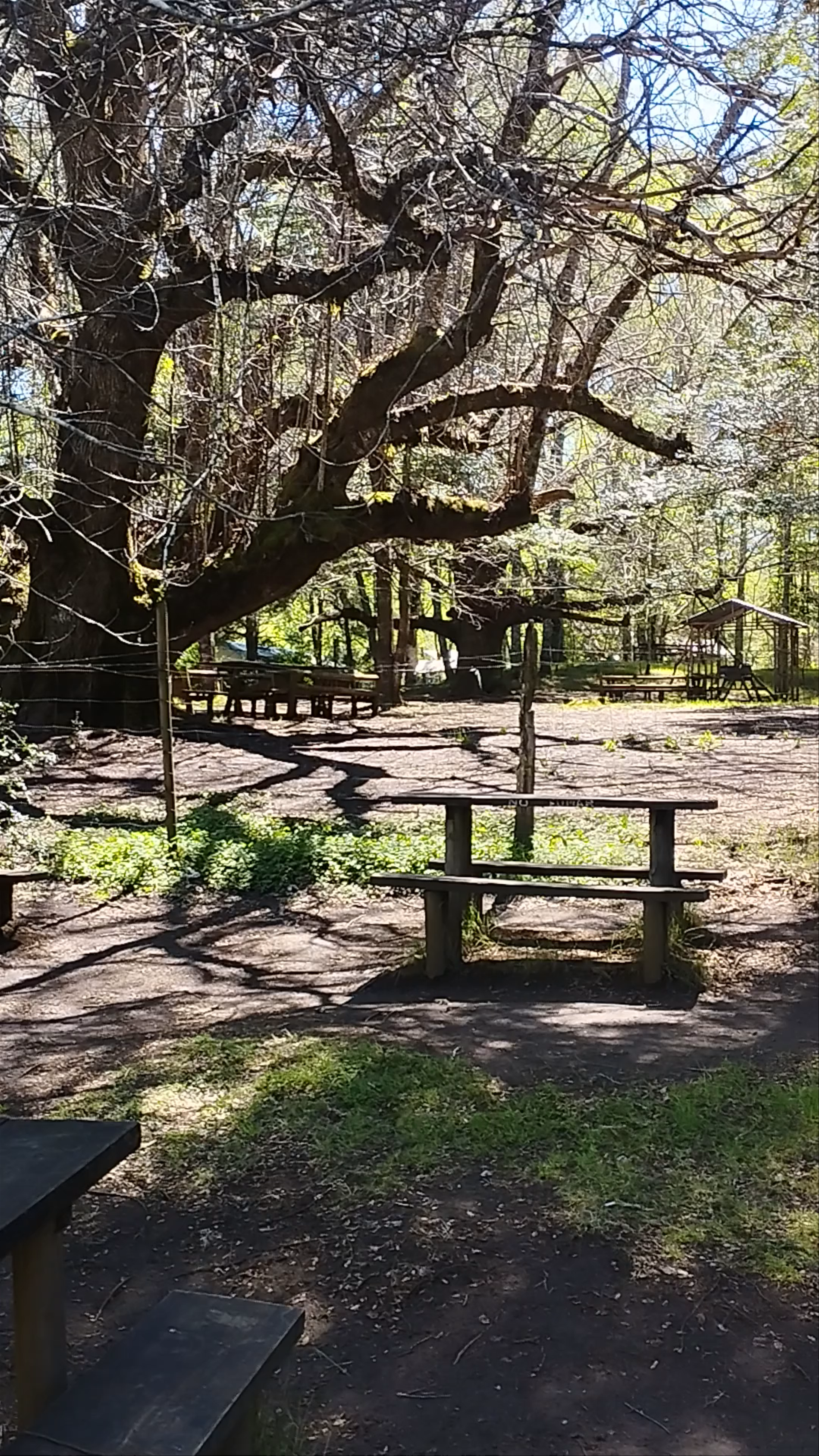 Los Ojos del Caburgua y Laguna Azul - Acceso Ojos del Caburgua