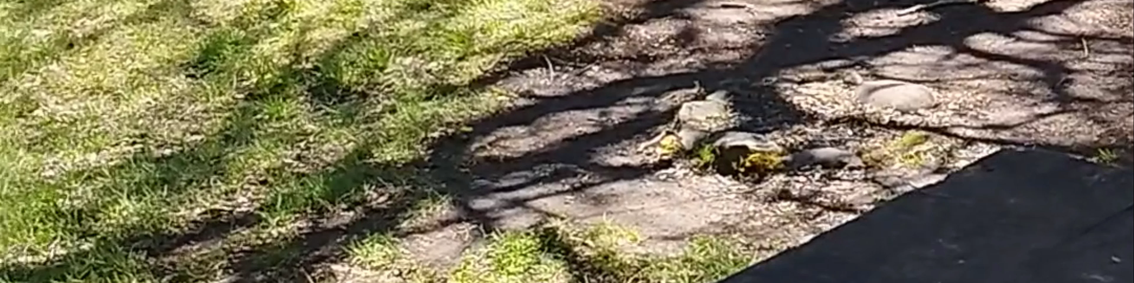 Los Ojos del Caburgua y Laguna Azul - Acceso Ojos del Caburgua