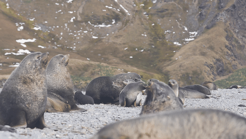 Antarctic fur seals animated gif