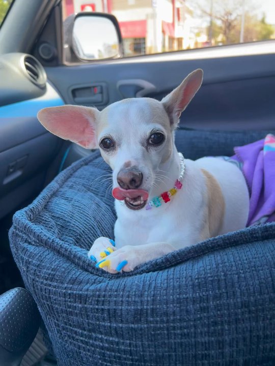 Cali Pets - Pet Groomers Near Me - San Marcos, California
