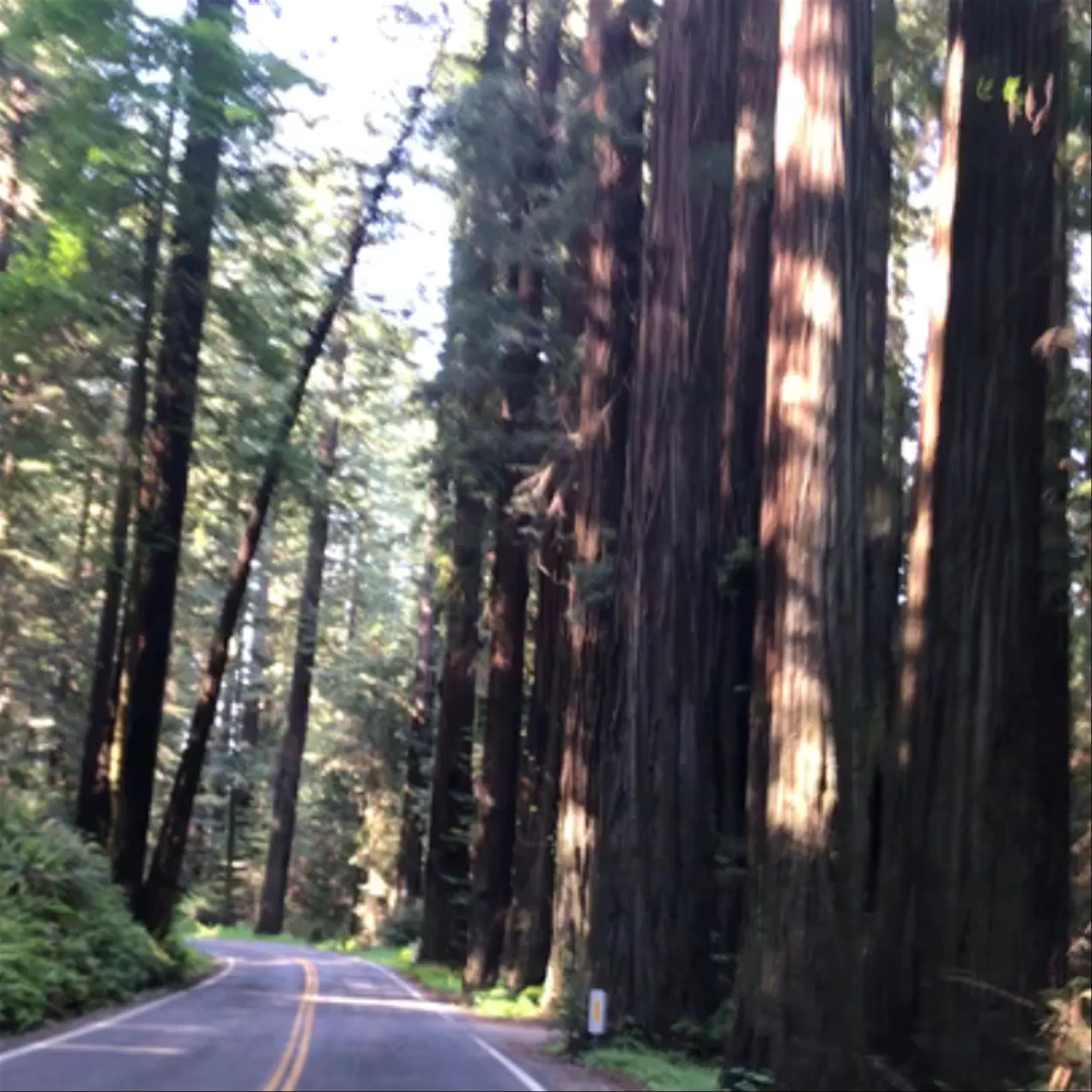 Humboldt County redwoods, CA