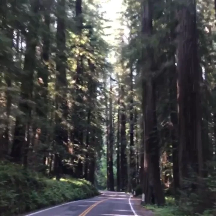 Humboldt County redwoods, CA