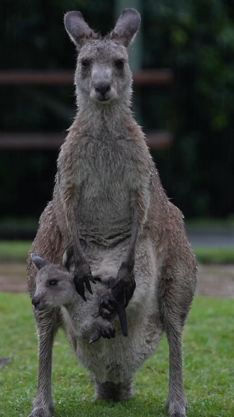A tiny joey in mum’s pouch
