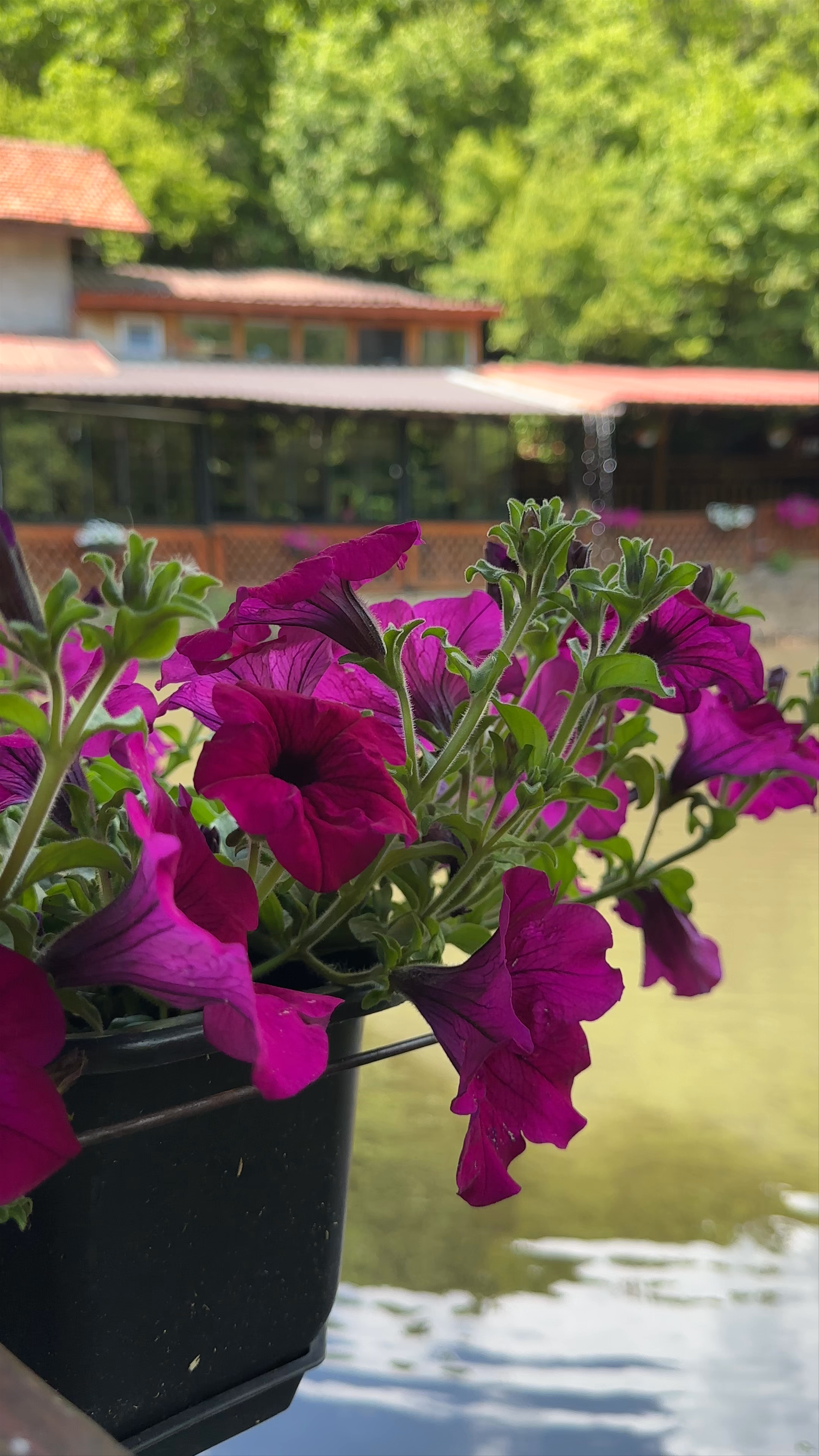 Гостилница Планински Бисер