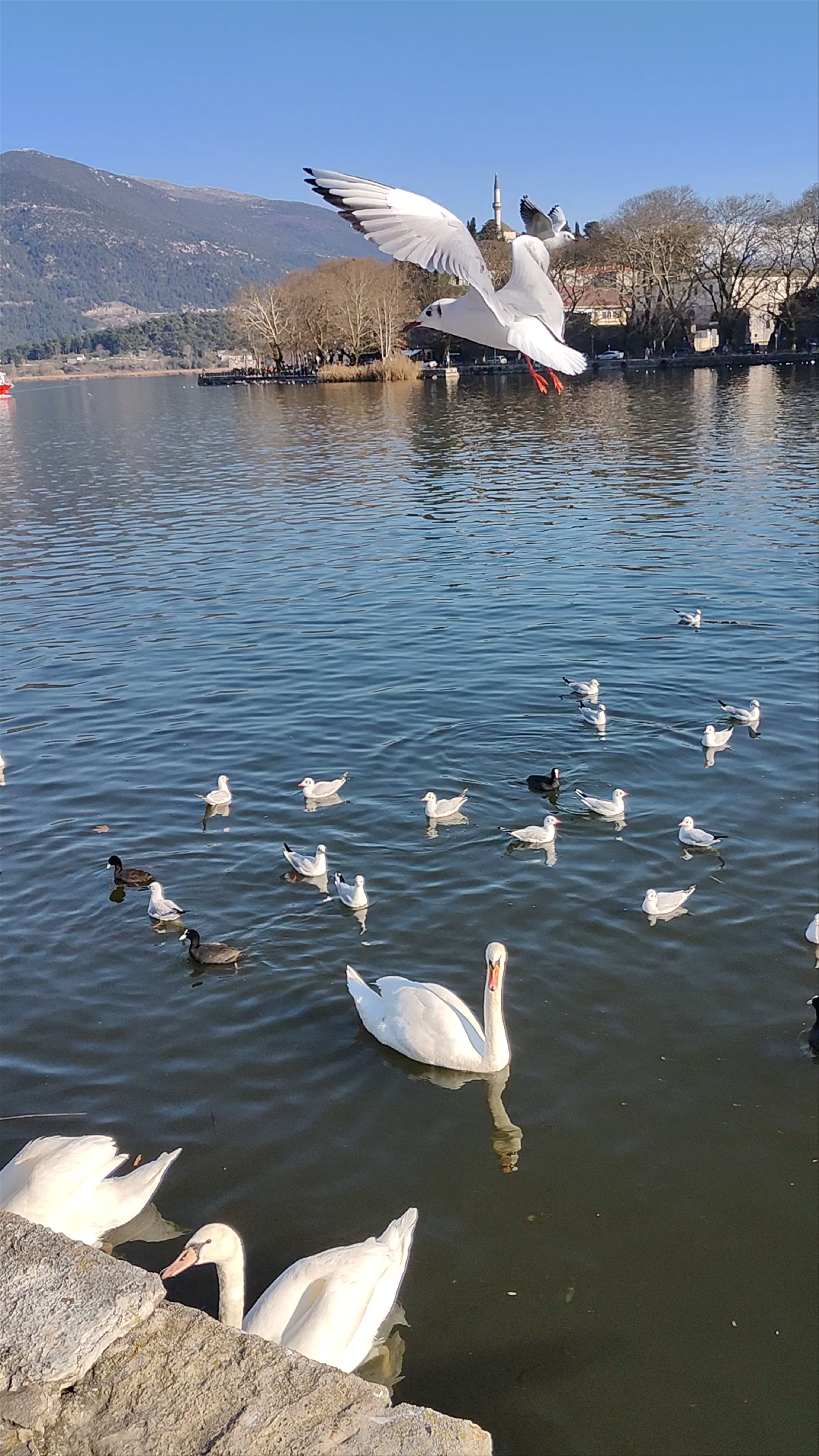 Serene Winter Day at Lake Ioannina with Swans and Seagulls