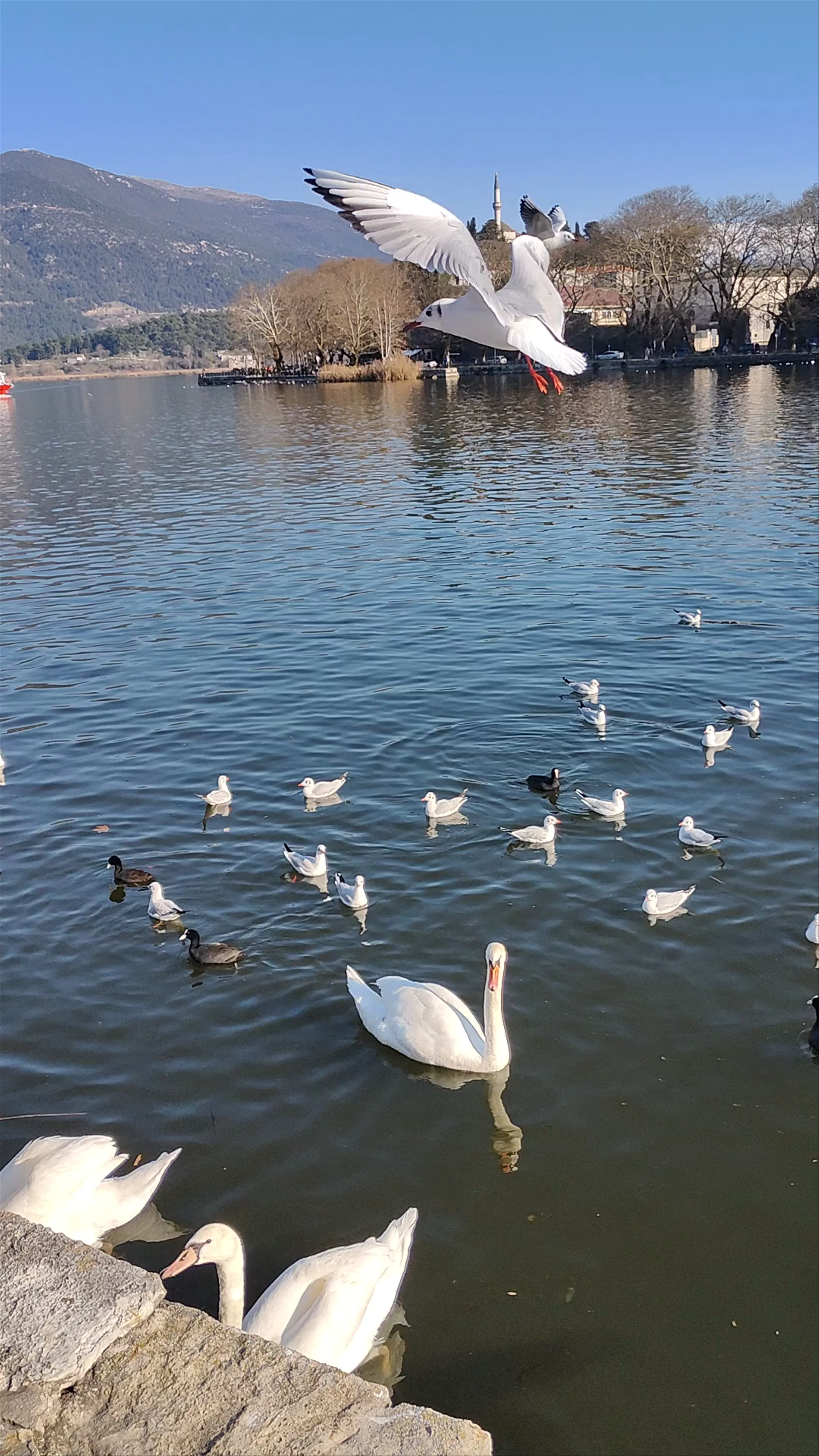 Lake Ioannina