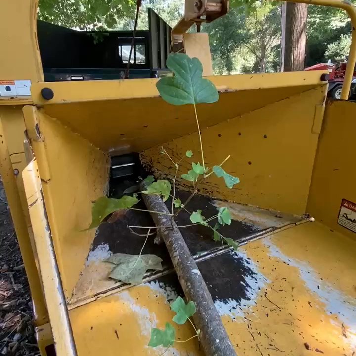 Aforst Tree Services - Making dust - Tree Services Near Me