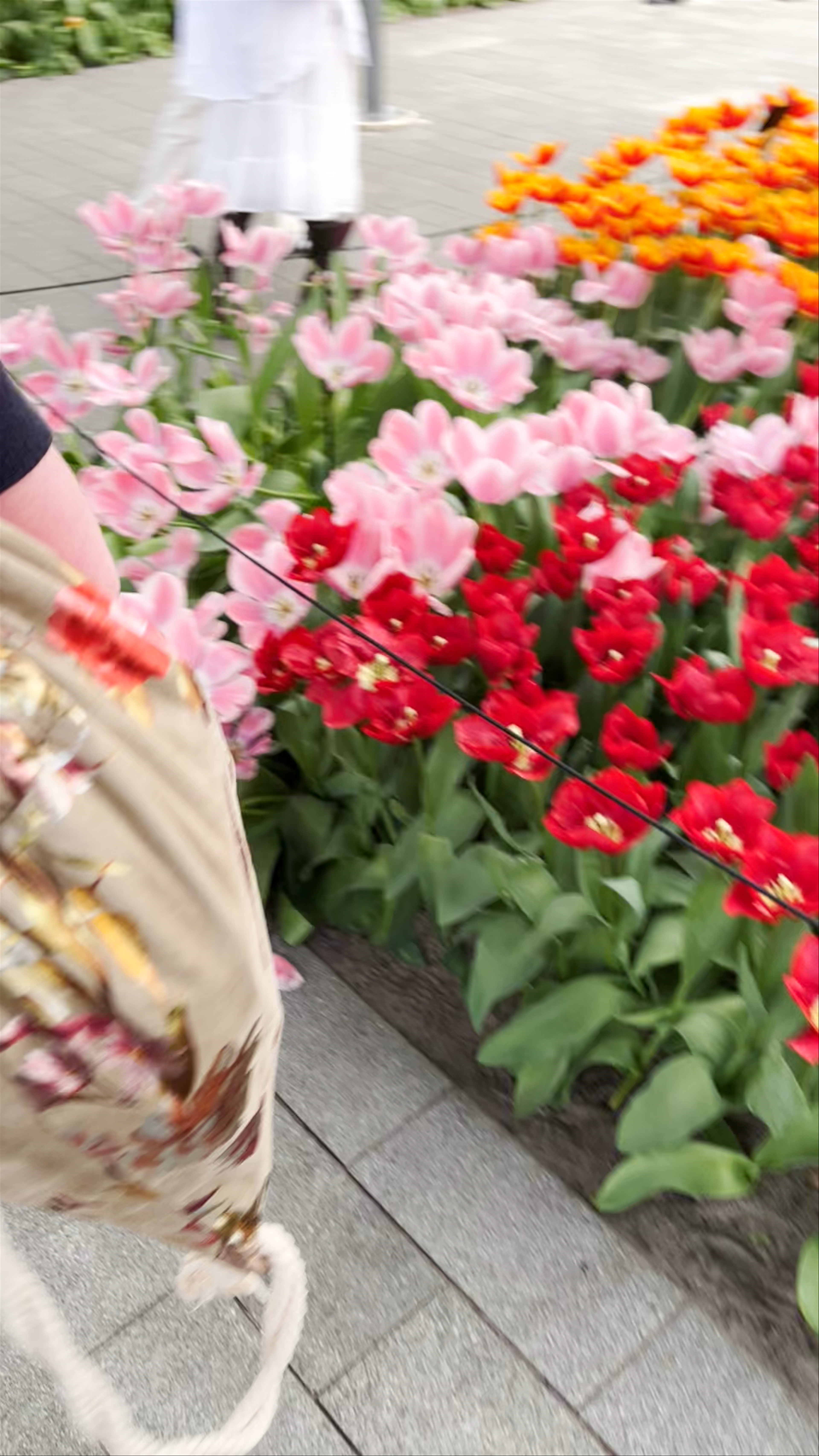 Tulip Display at Willem-Alexander Pavilion in Lisse, Netherlands