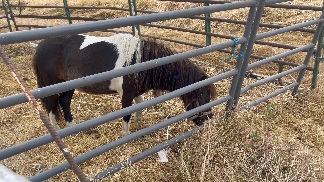 Mamy's Fruits Stand - #mylittlepony #cutiepie #pony #feedthepony - Street Vendors Near Me - Gilroy, California
