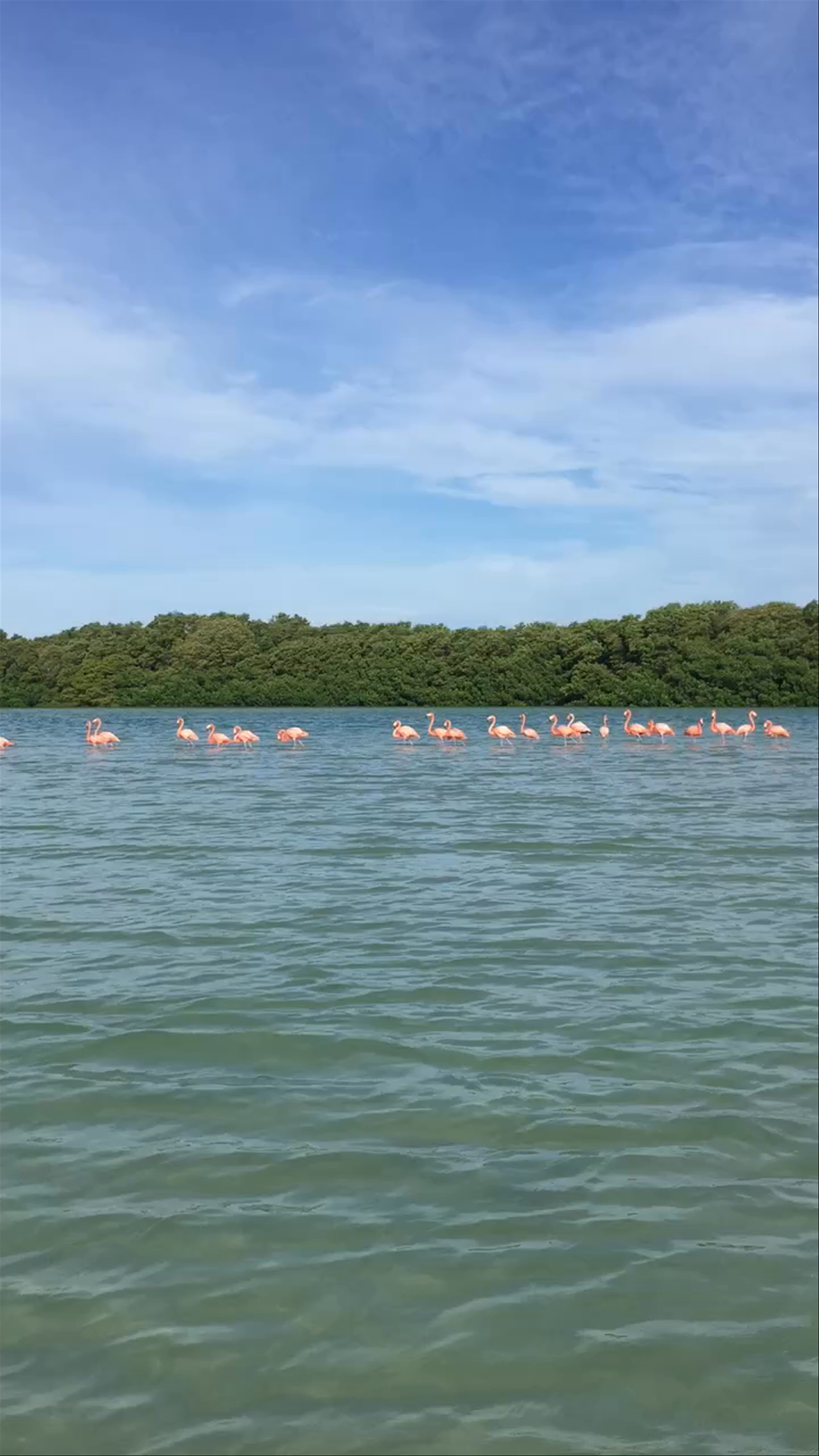 Playa Chuburna Puerto Flamingos: A Serene Wildlife Escape in Yucatán