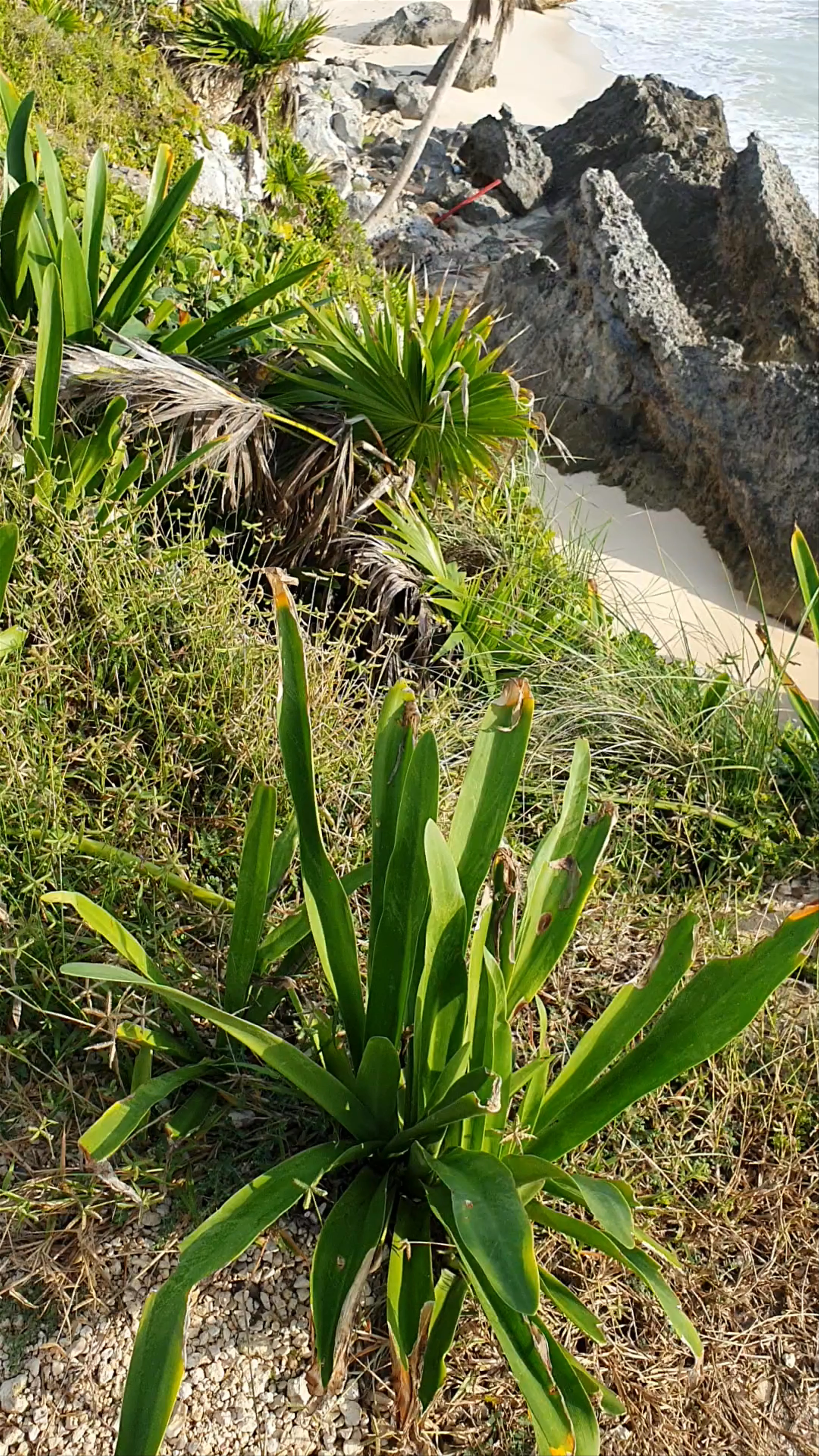 Tulum Archaeological Zone