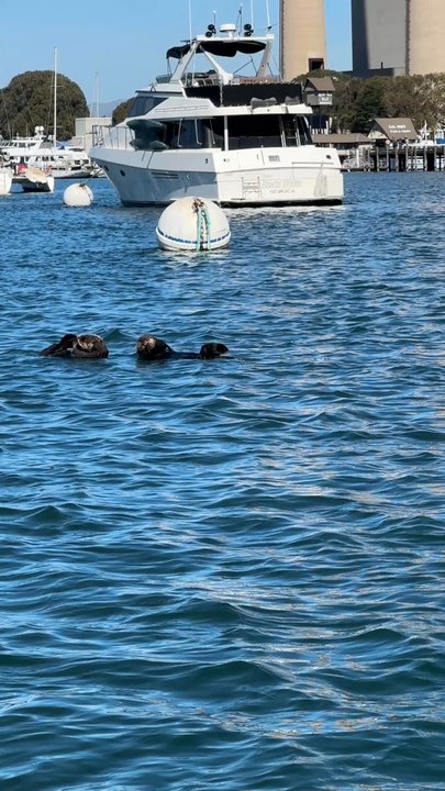 Bay Cruisers - Sea otters - Boat Charters Near Me - Morro Bay, California