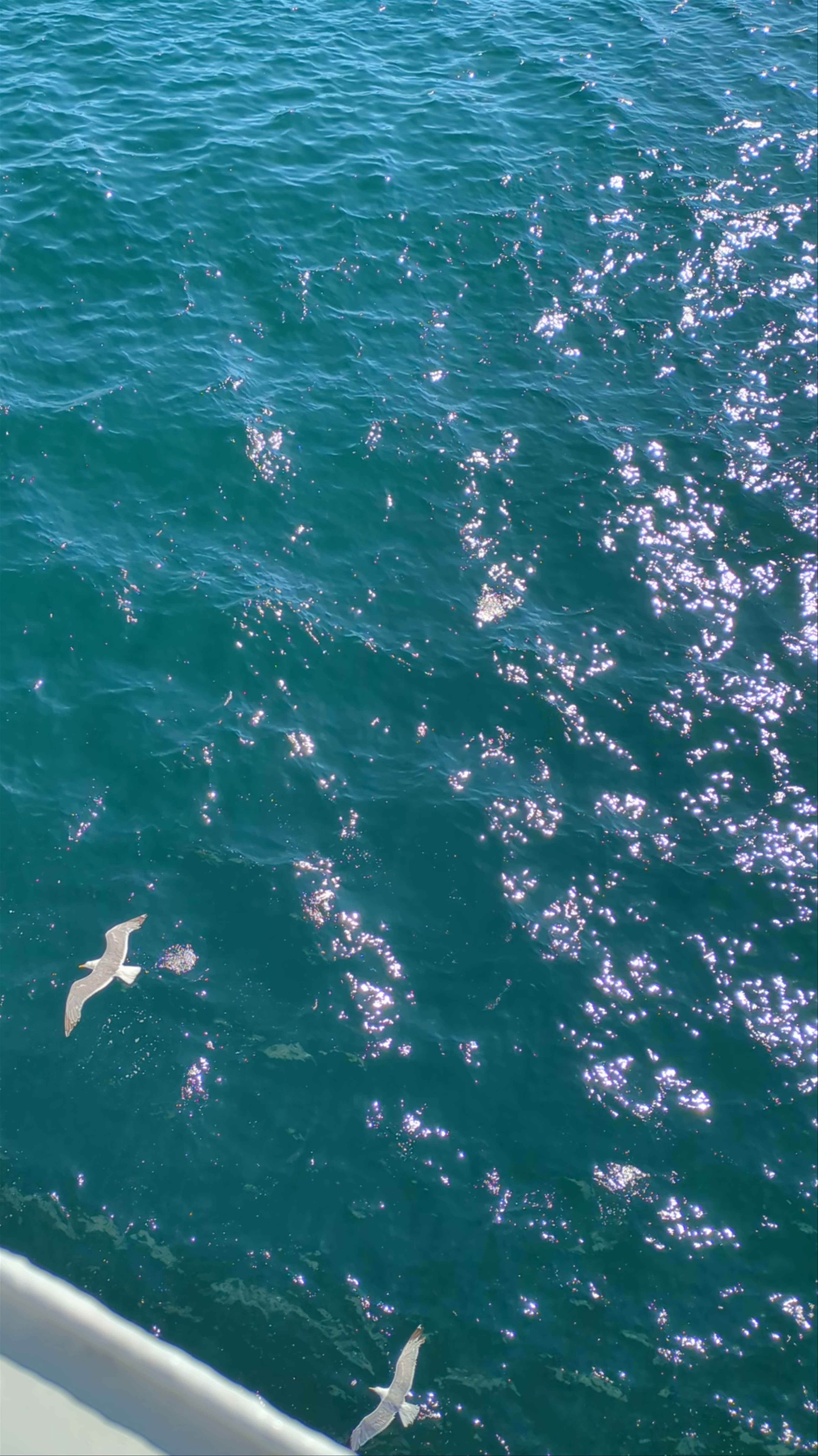 Sparkling Thermaikos Kolpos: Sunlit Waters and Soaring Seagulls in Greece