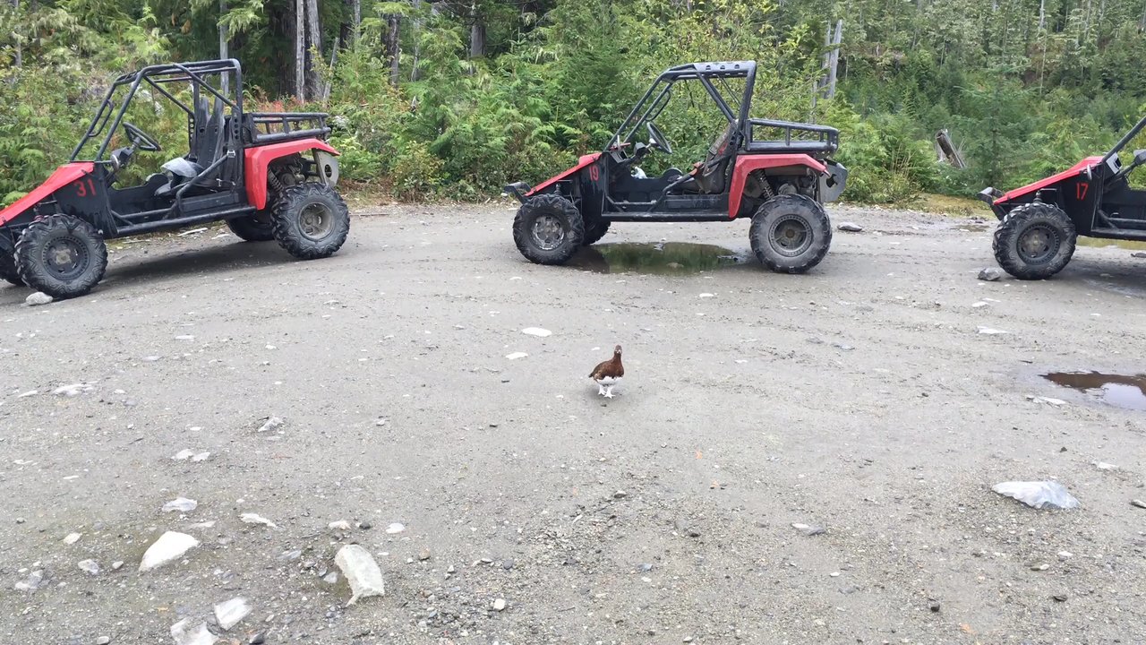 Adventure Karts - Crazy ptarmigan - ATV Rentals/Tours Near Me - Ketchikan, Alaska