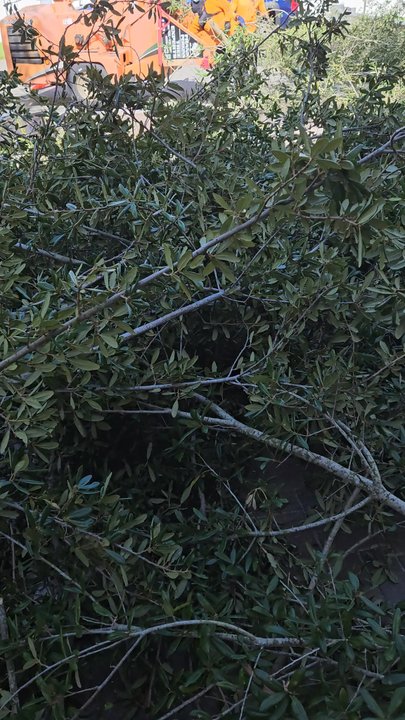 Frank Perkins Tree Experts - Tree Services Near Me - Margate, Florida