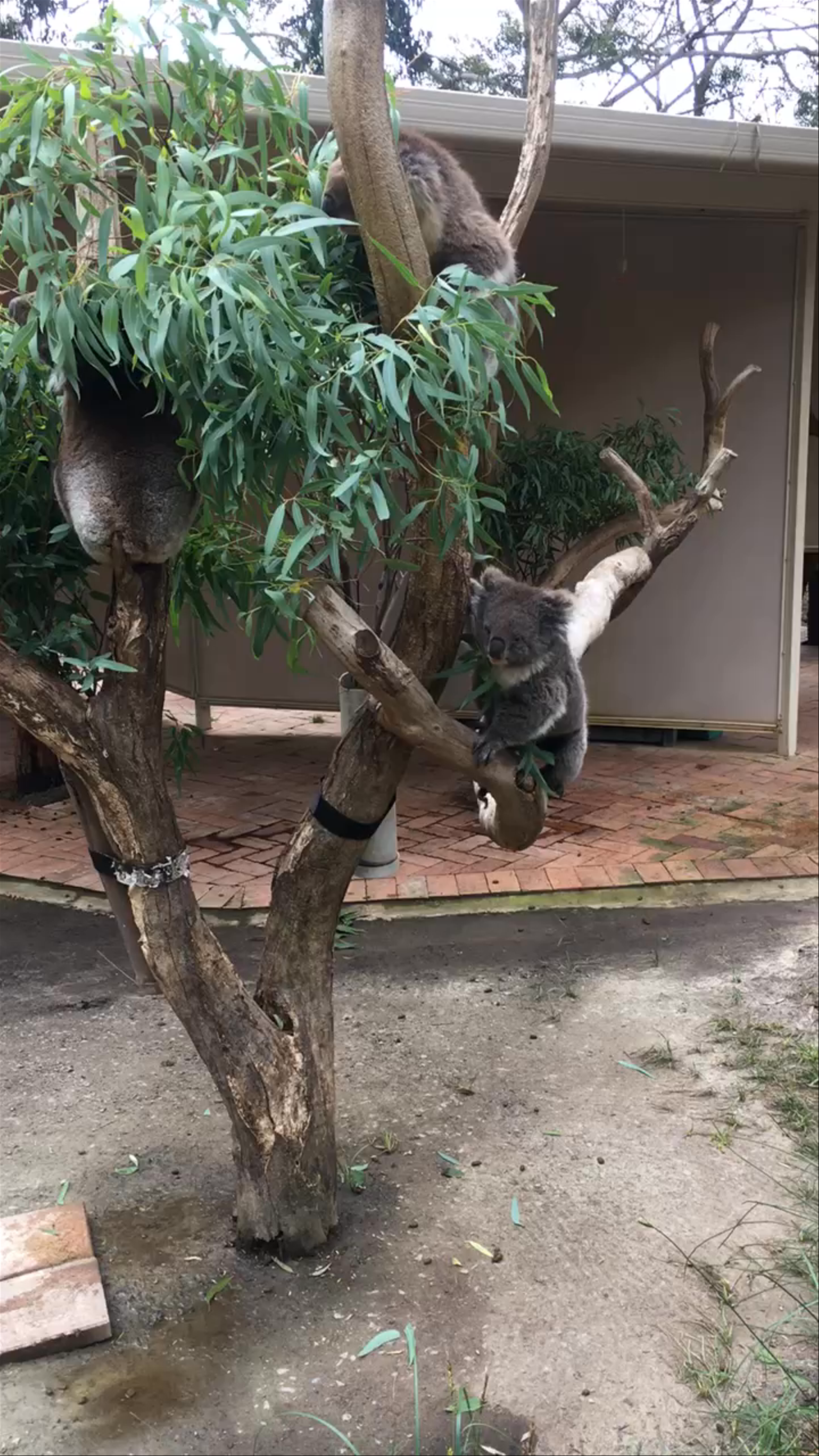 Cleland Wildlife Park