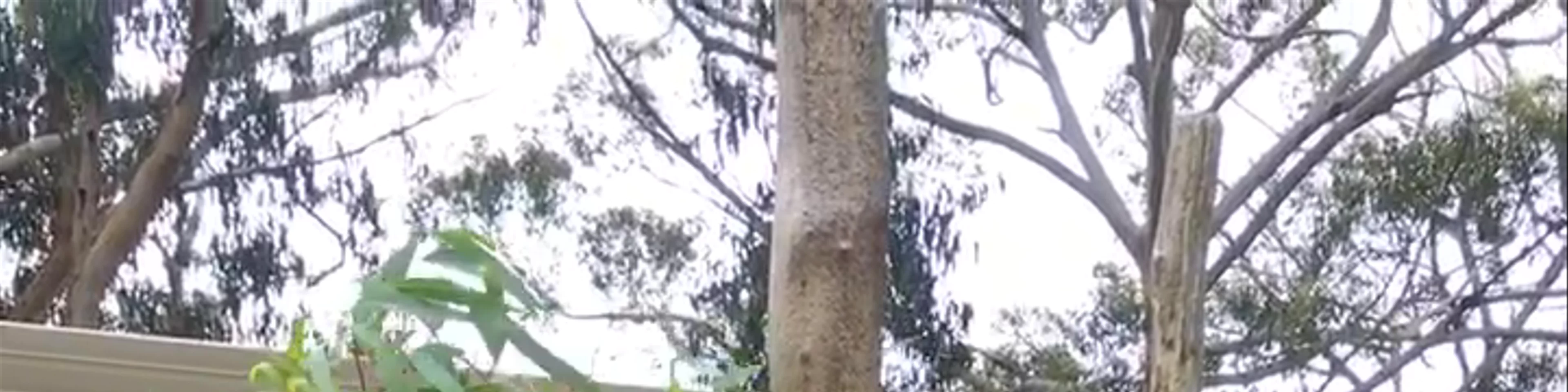 Cleland Wildlife Park
