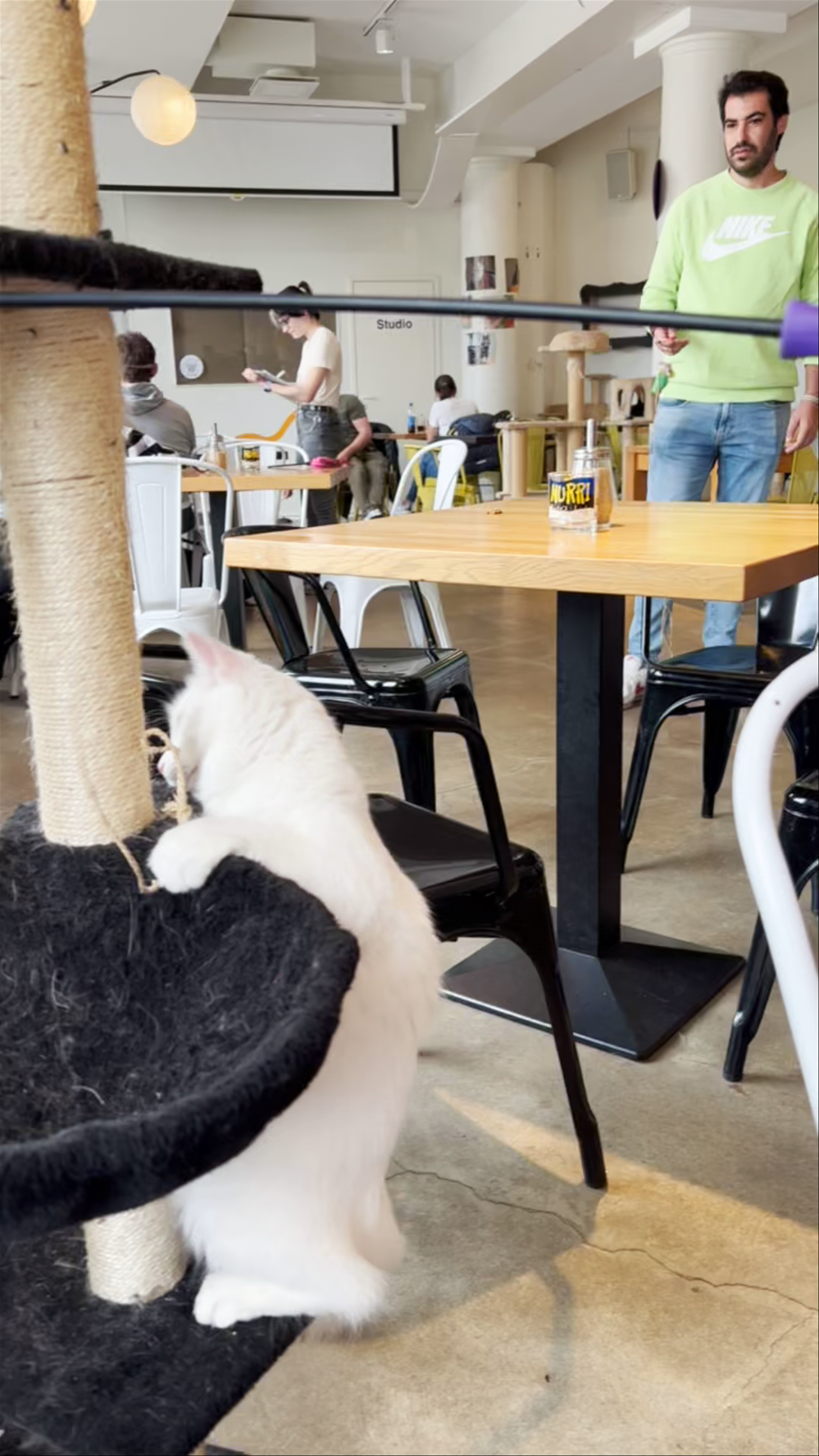 Cat Cafe Nurri