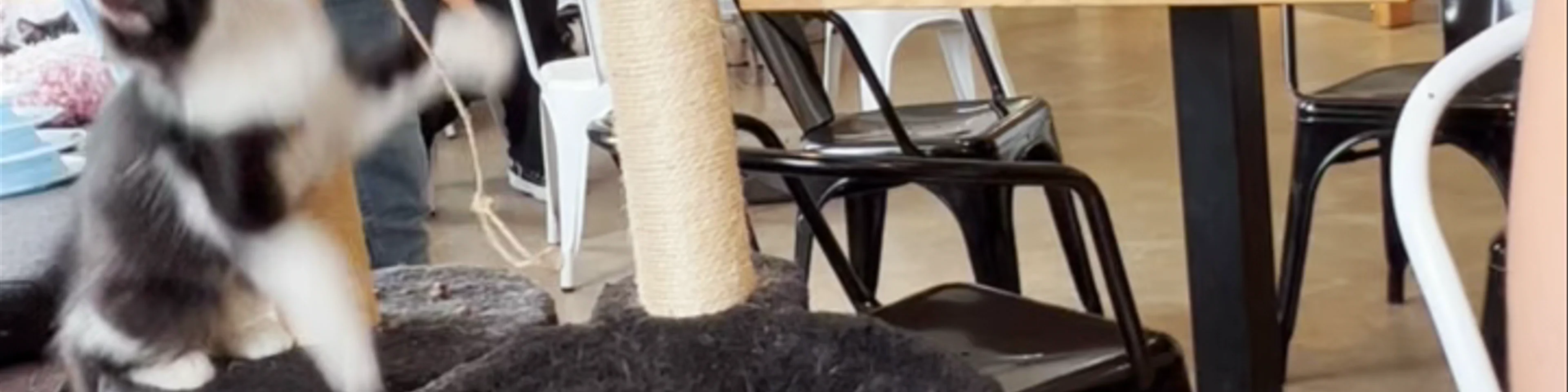 Cat Cafe Nurri