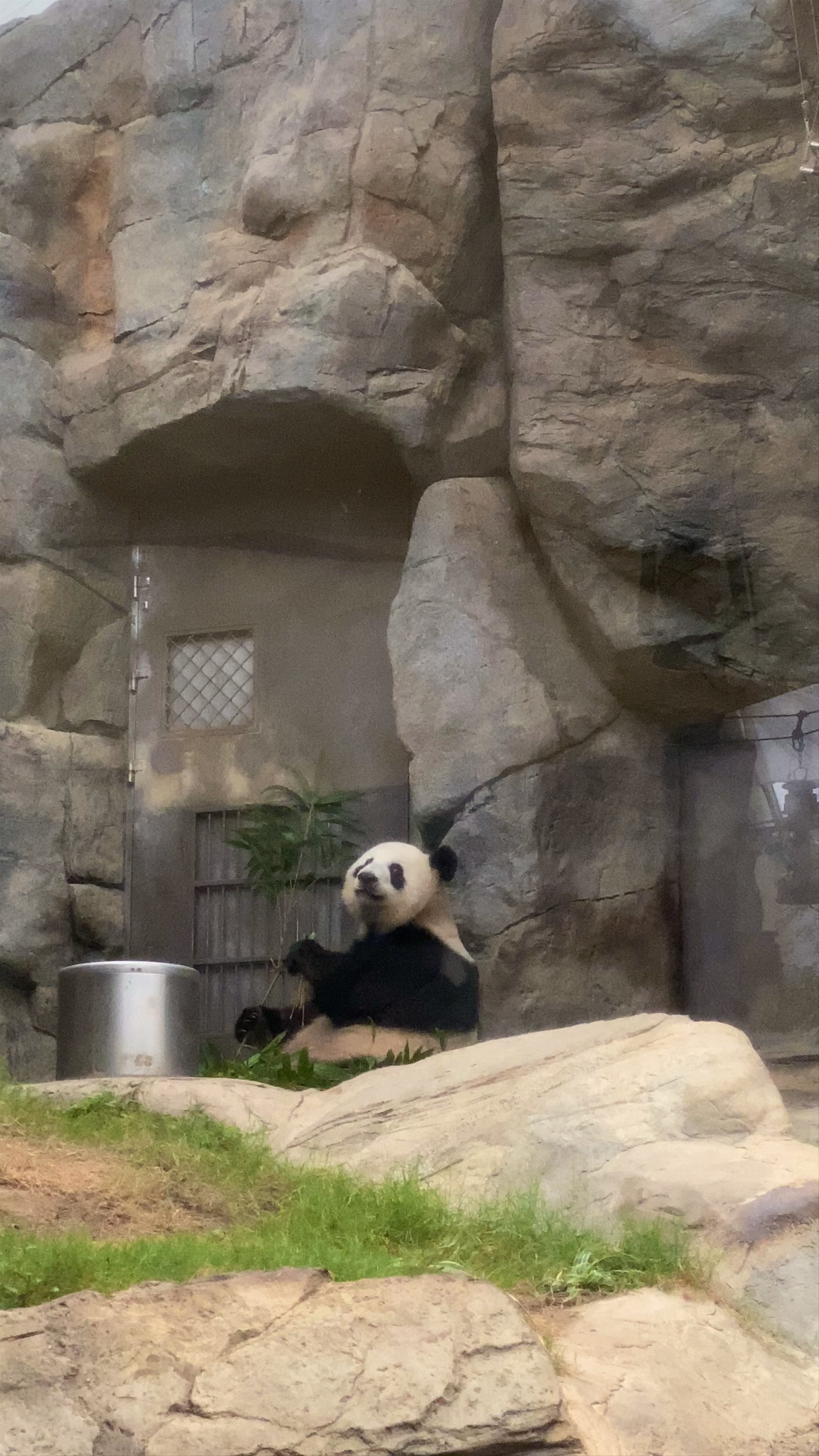 Giant Panda Adventure