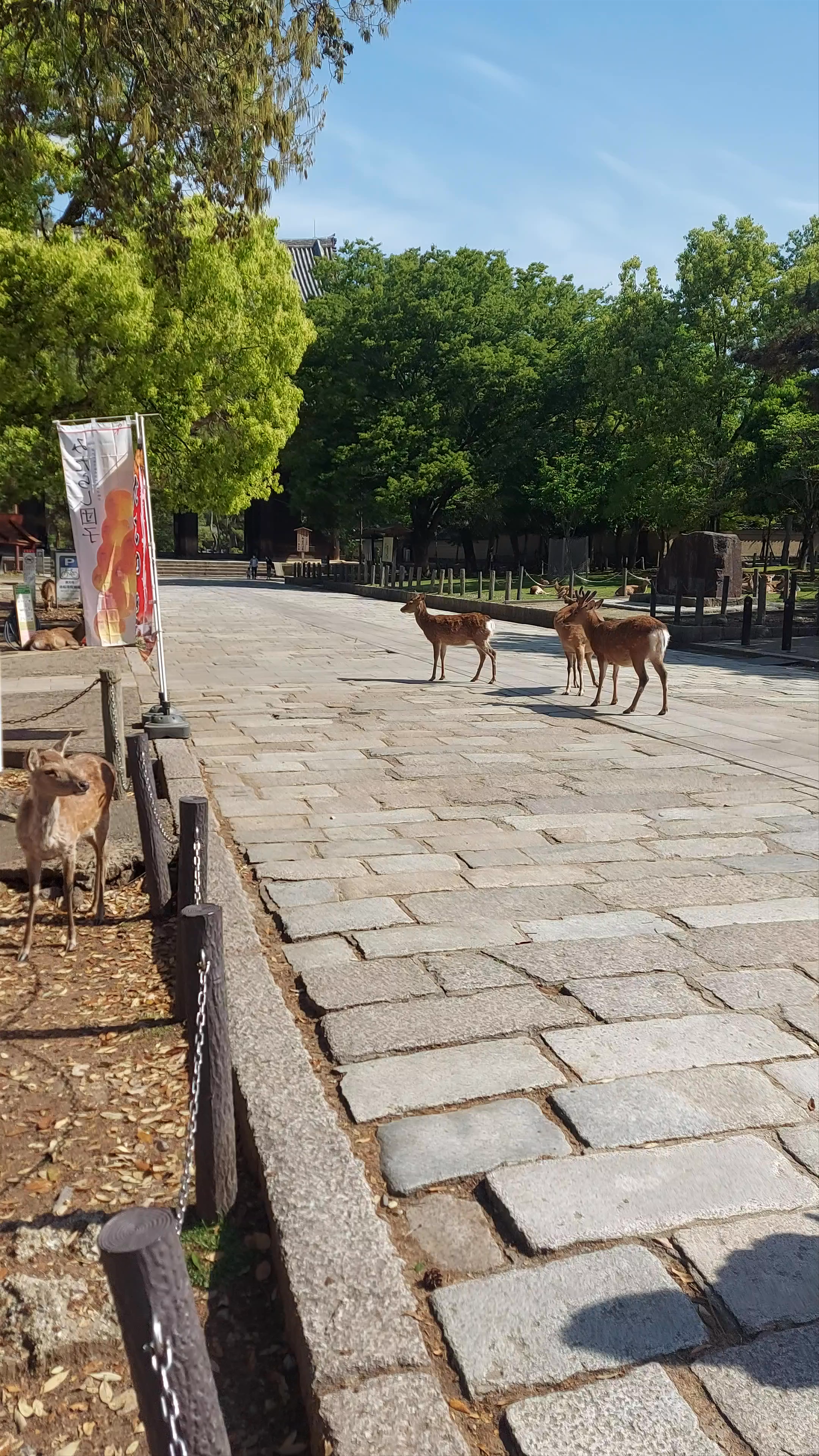 Nara Park