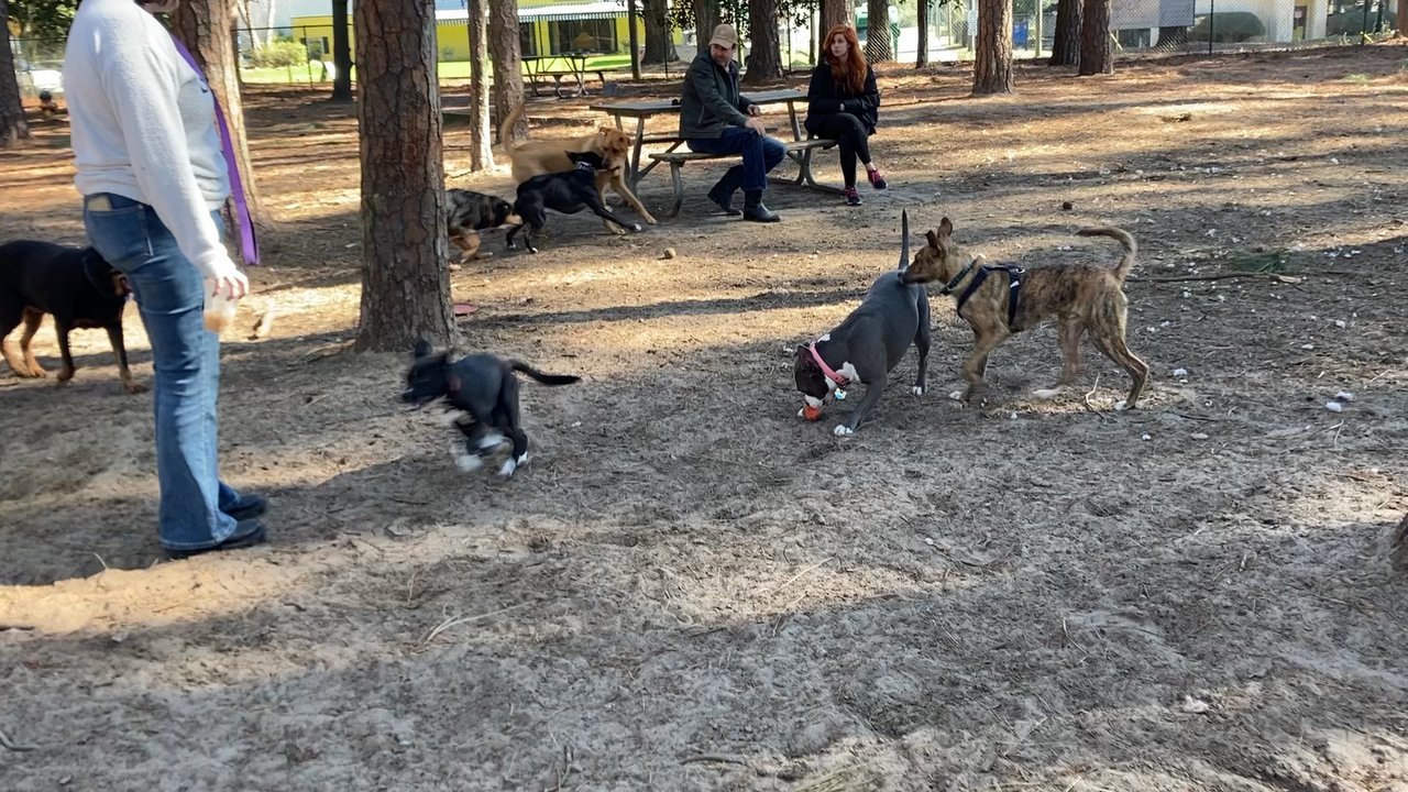 Daffin Park - Dogs playing - Dog Parks Near Me - Savannah, Georgia
