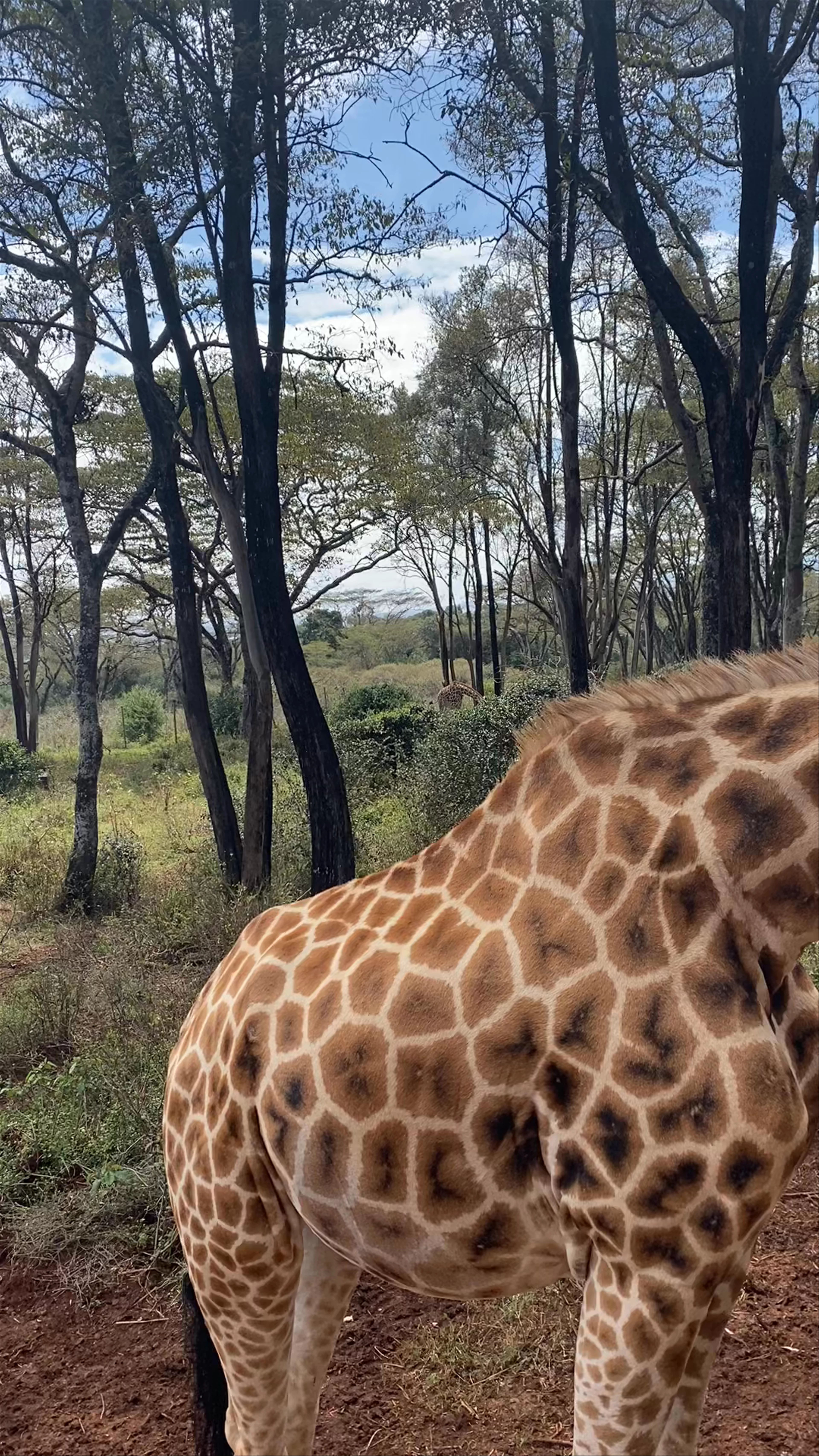 Giraffe Centre