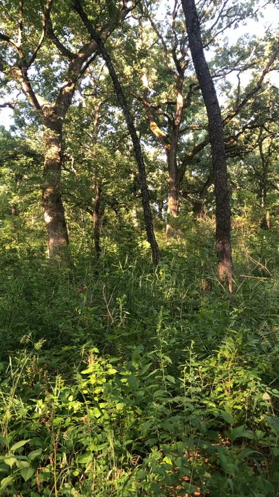 Paul Wolff Campground - Parks Near Me - Elgin, Illinois