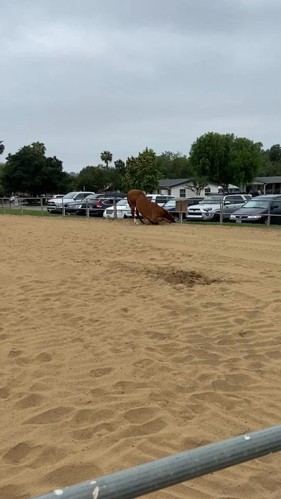 Ivey Ranch Park Riding Academy - Horseback Riding Near Me - Oceanside, California