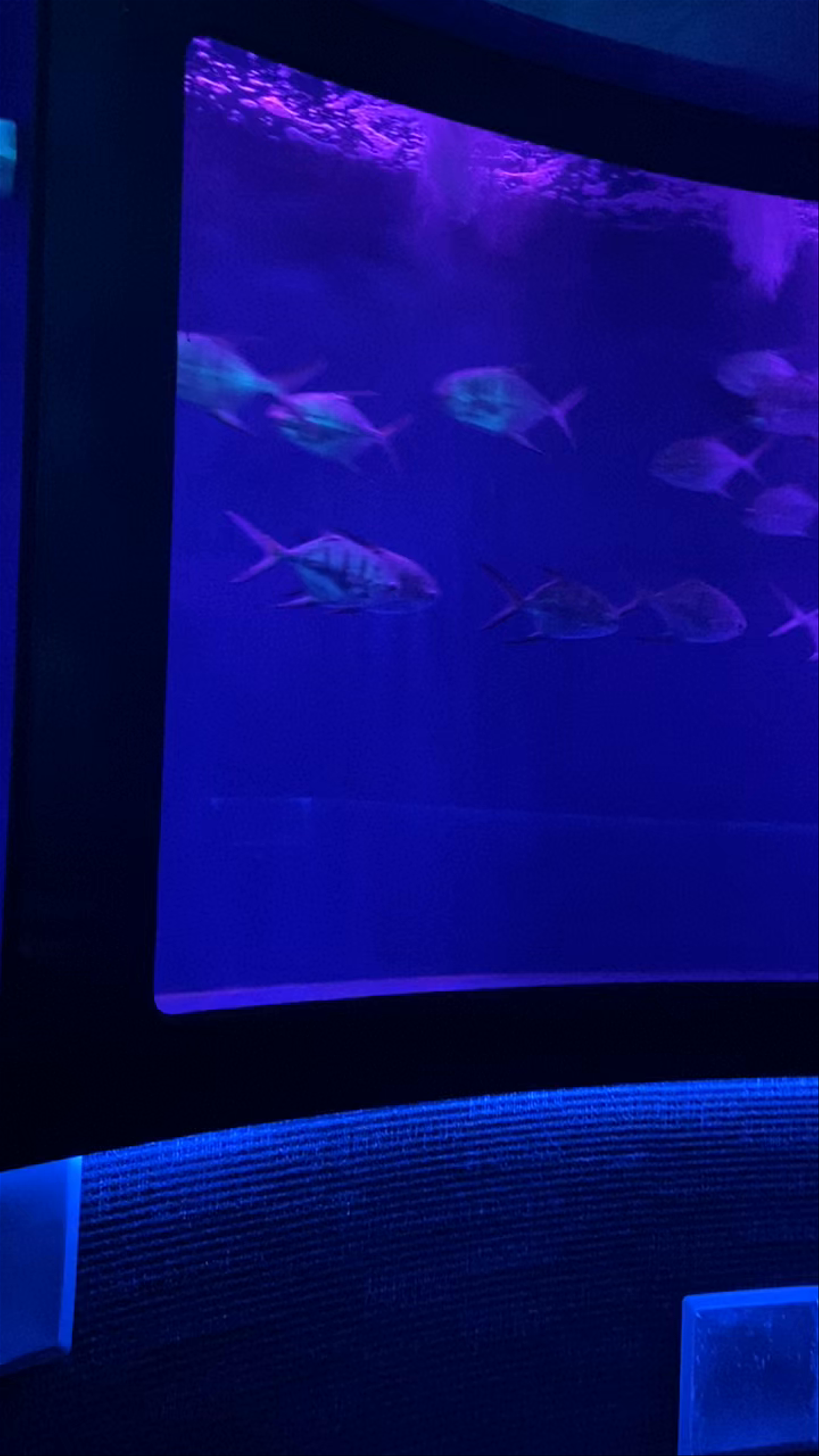 SEA LIFE Orlando Aquarium