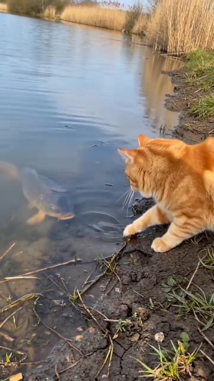 compilation compilation 🎬