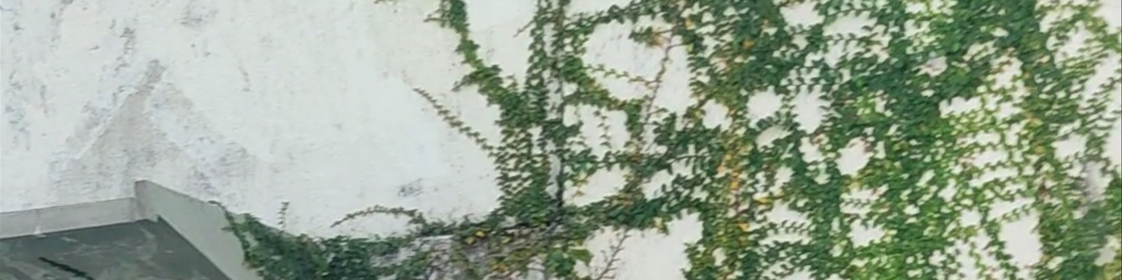 Olinda
