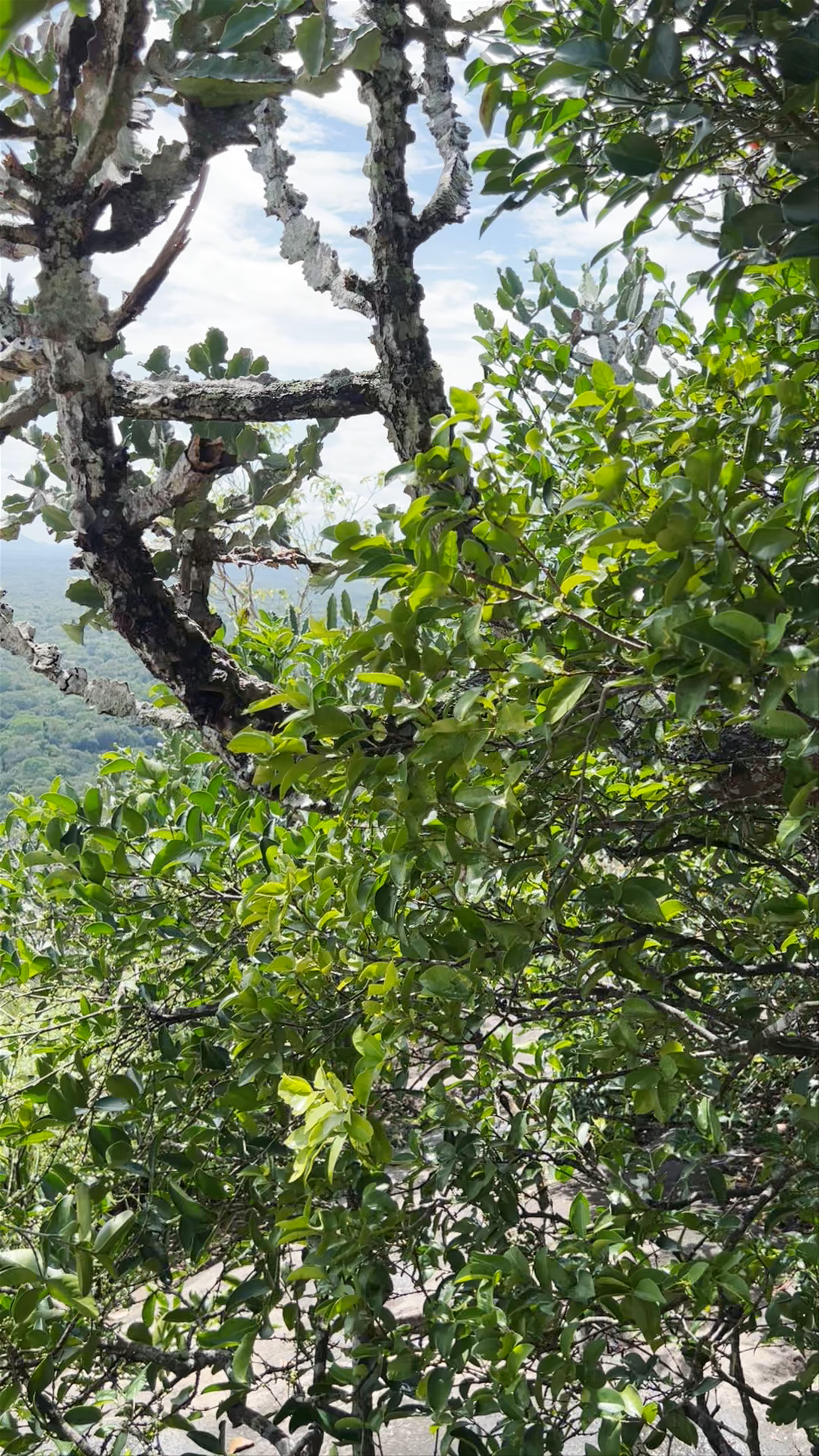 Sigiriya Lion Rock